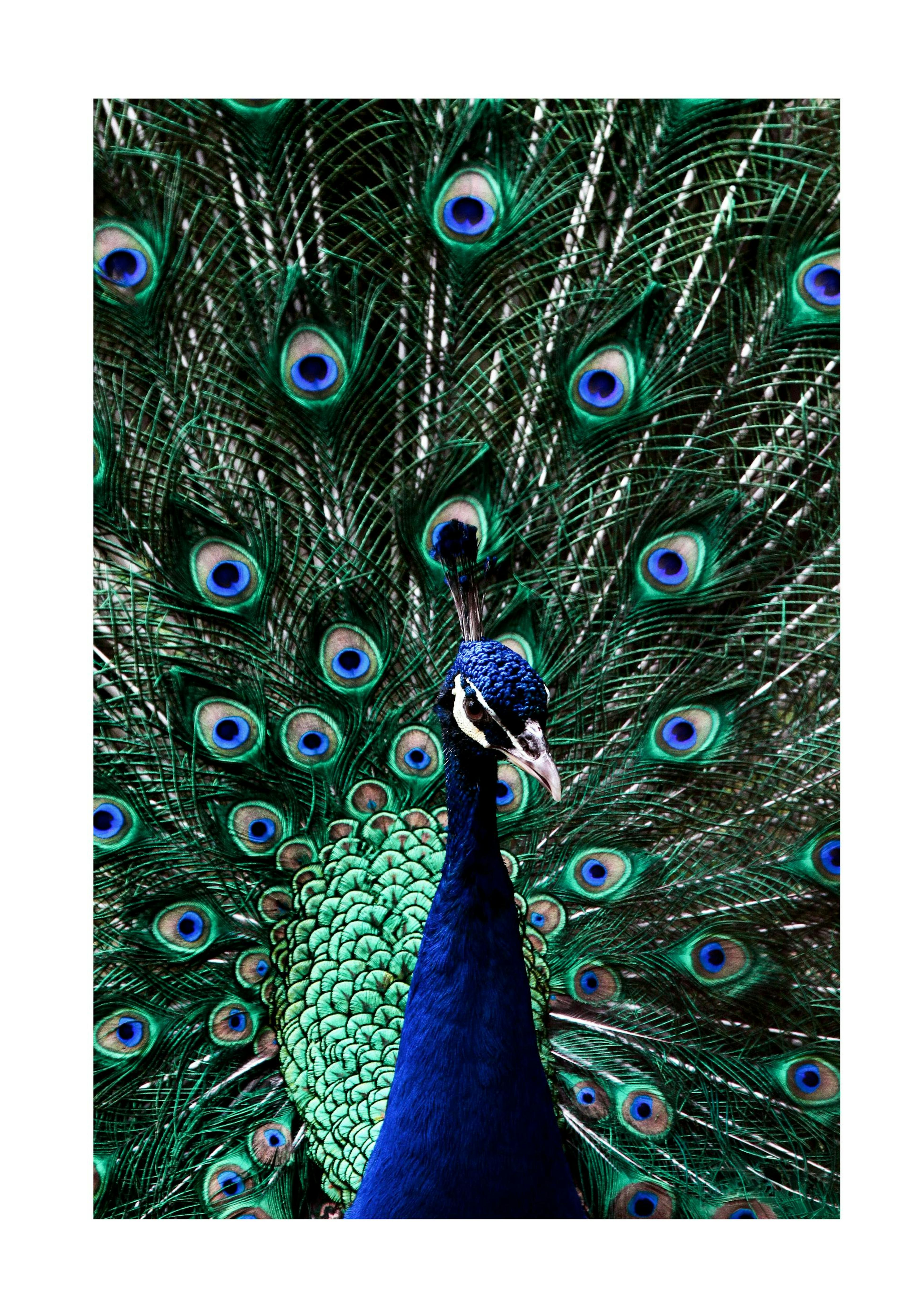 Peacock Poster 0