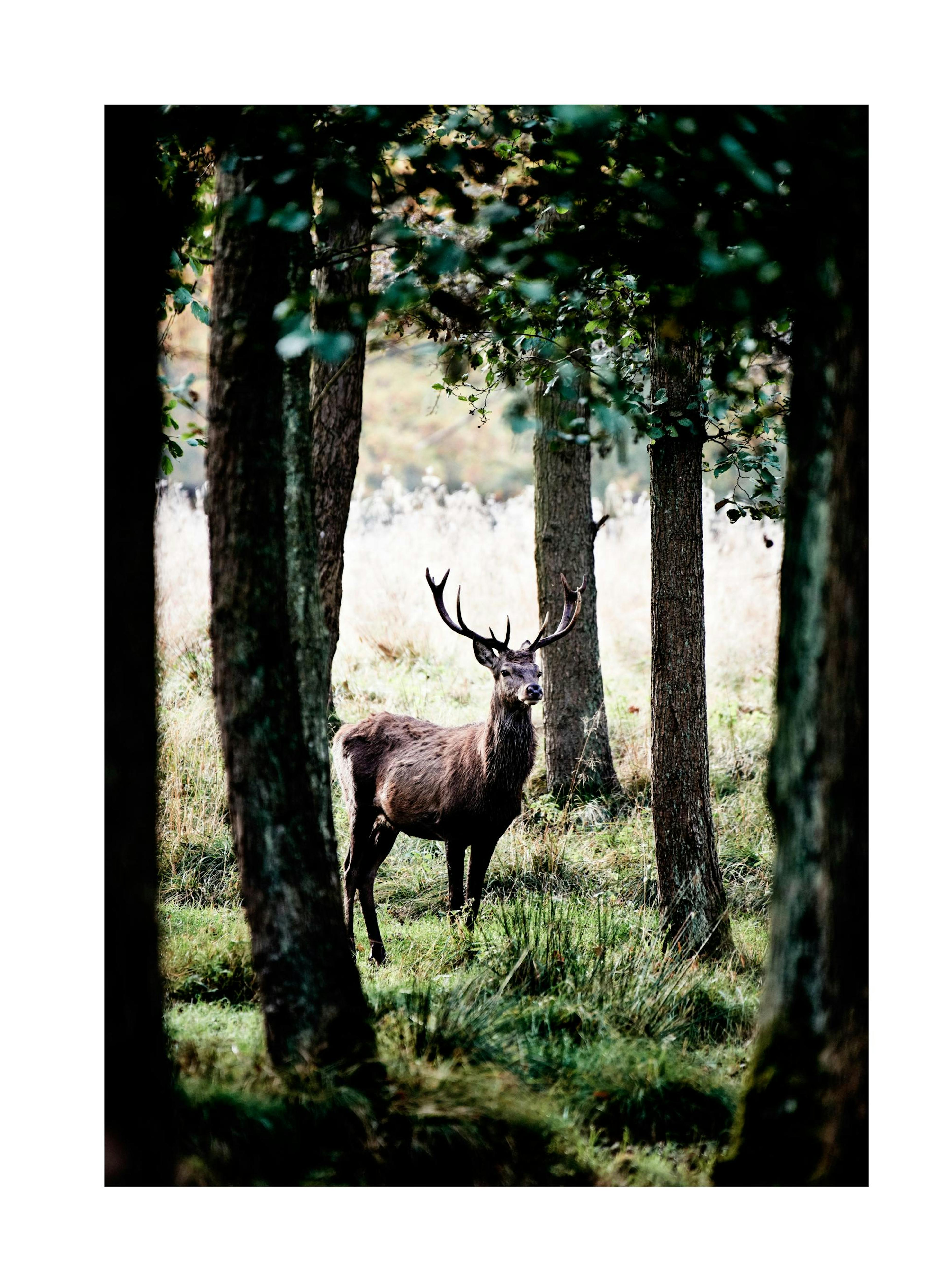 Stag In Forest Plakat