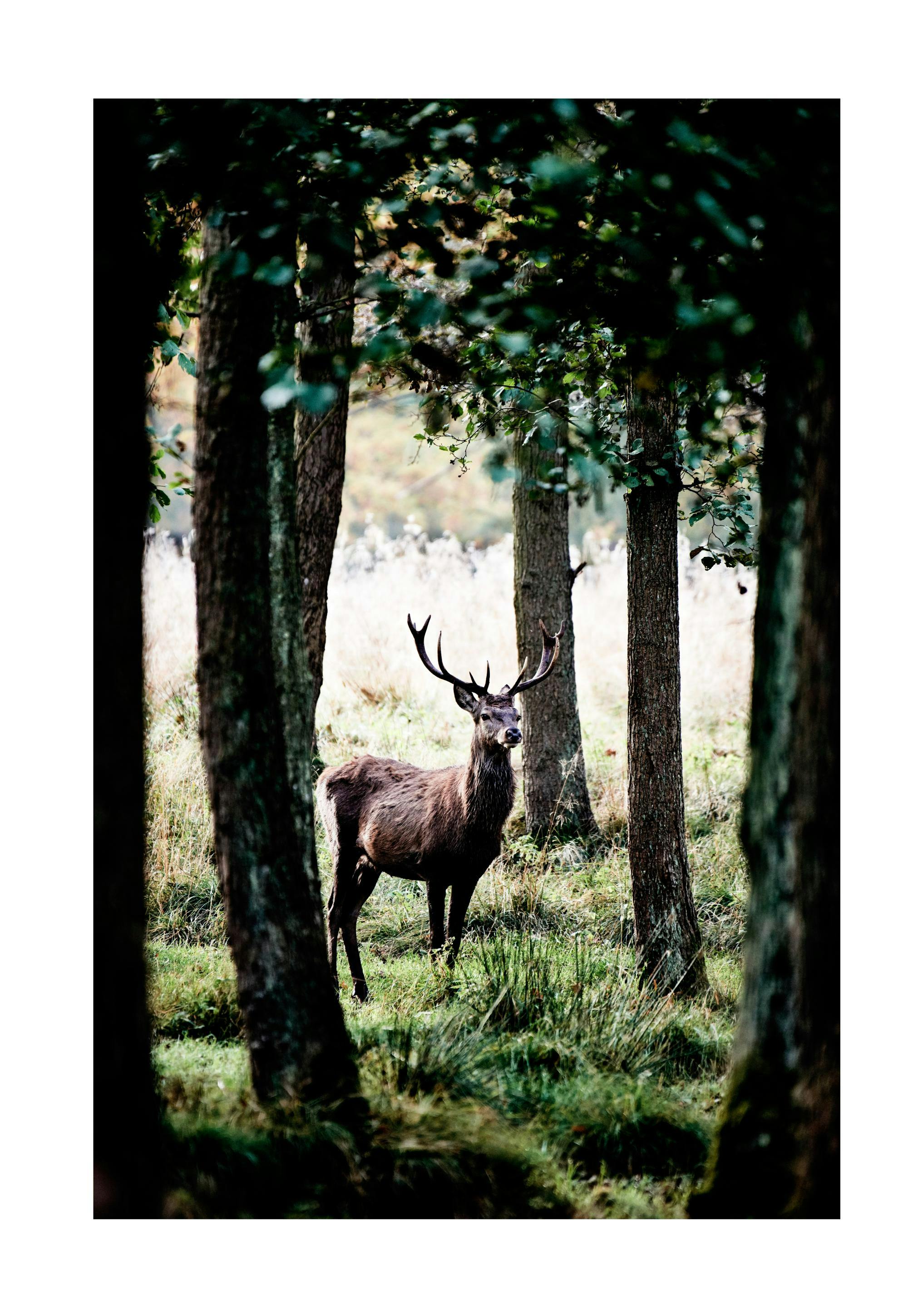 Stag In Forest Poster 0