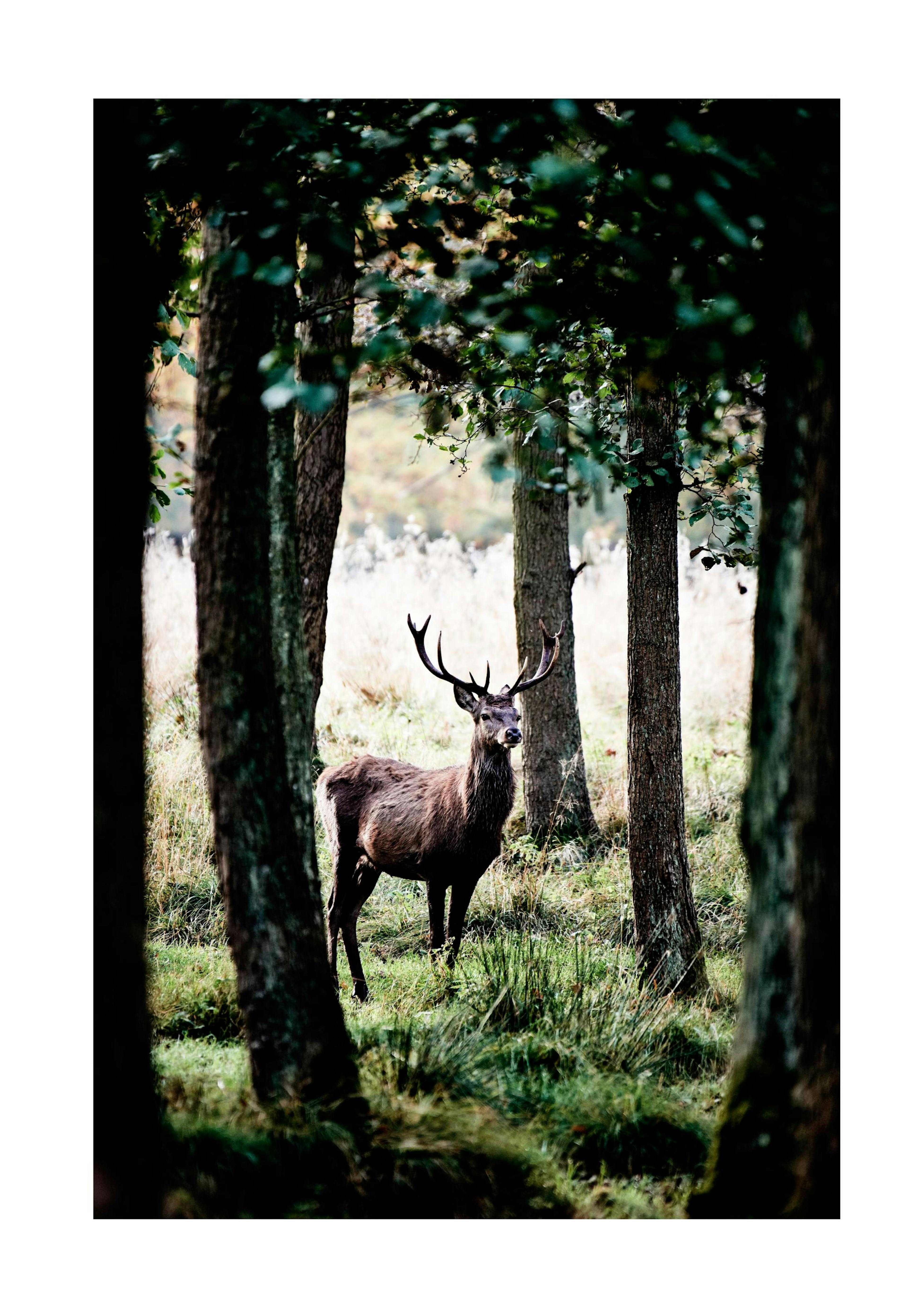 Stag In Forest Print 0