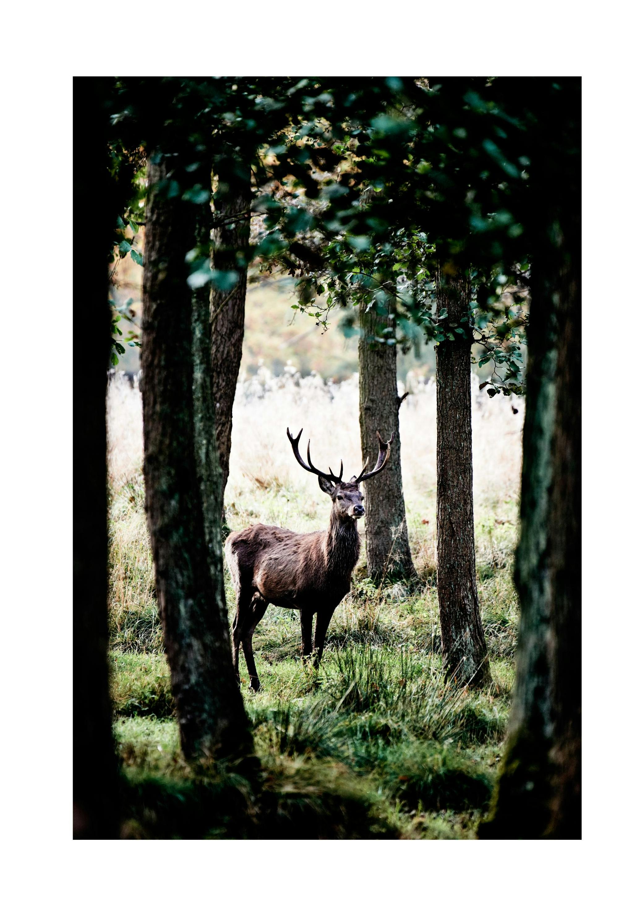 Stag In Forest Plakat (50x70 cm) - Plakater > Naturplakater