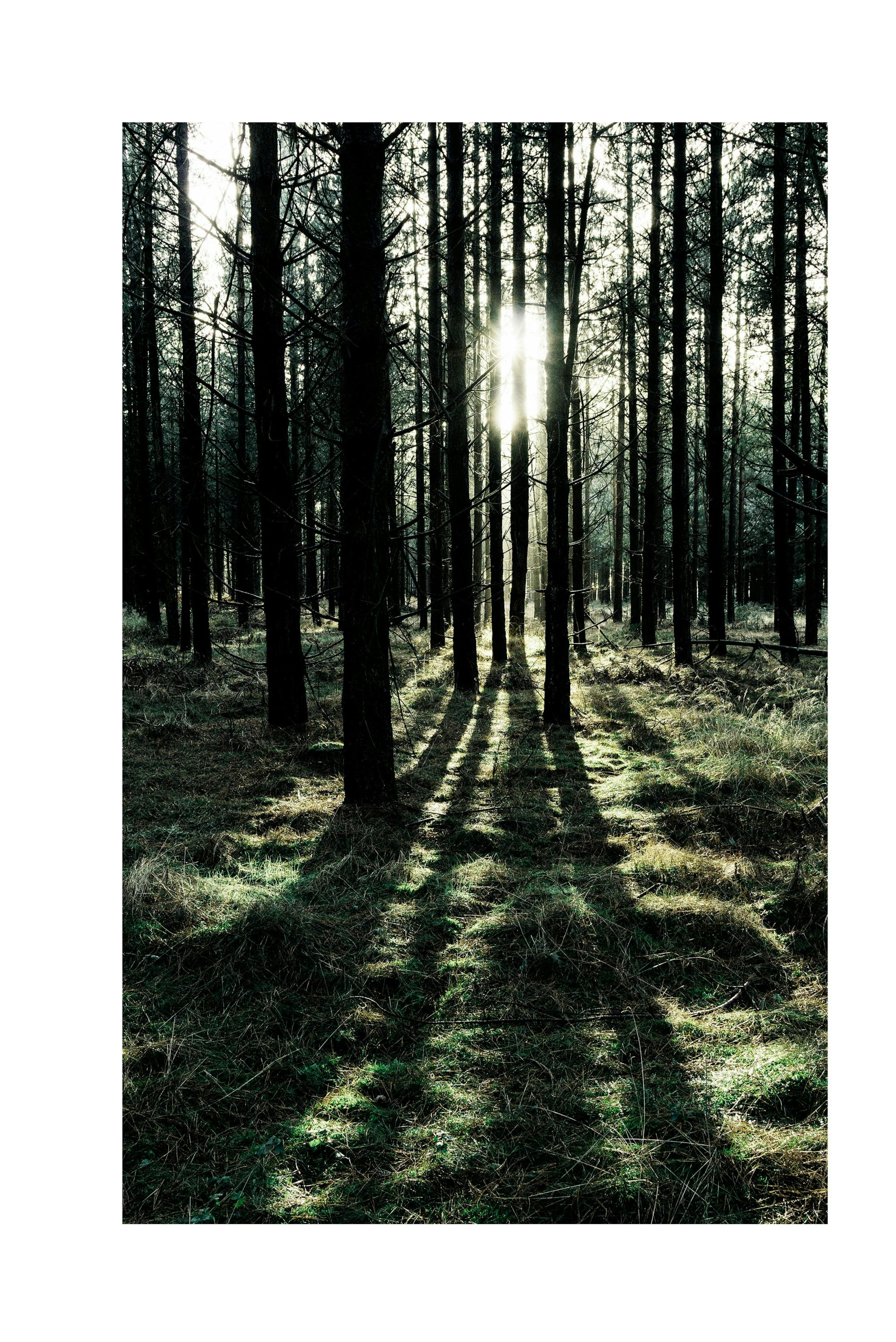 Sunlight In Forest Poster