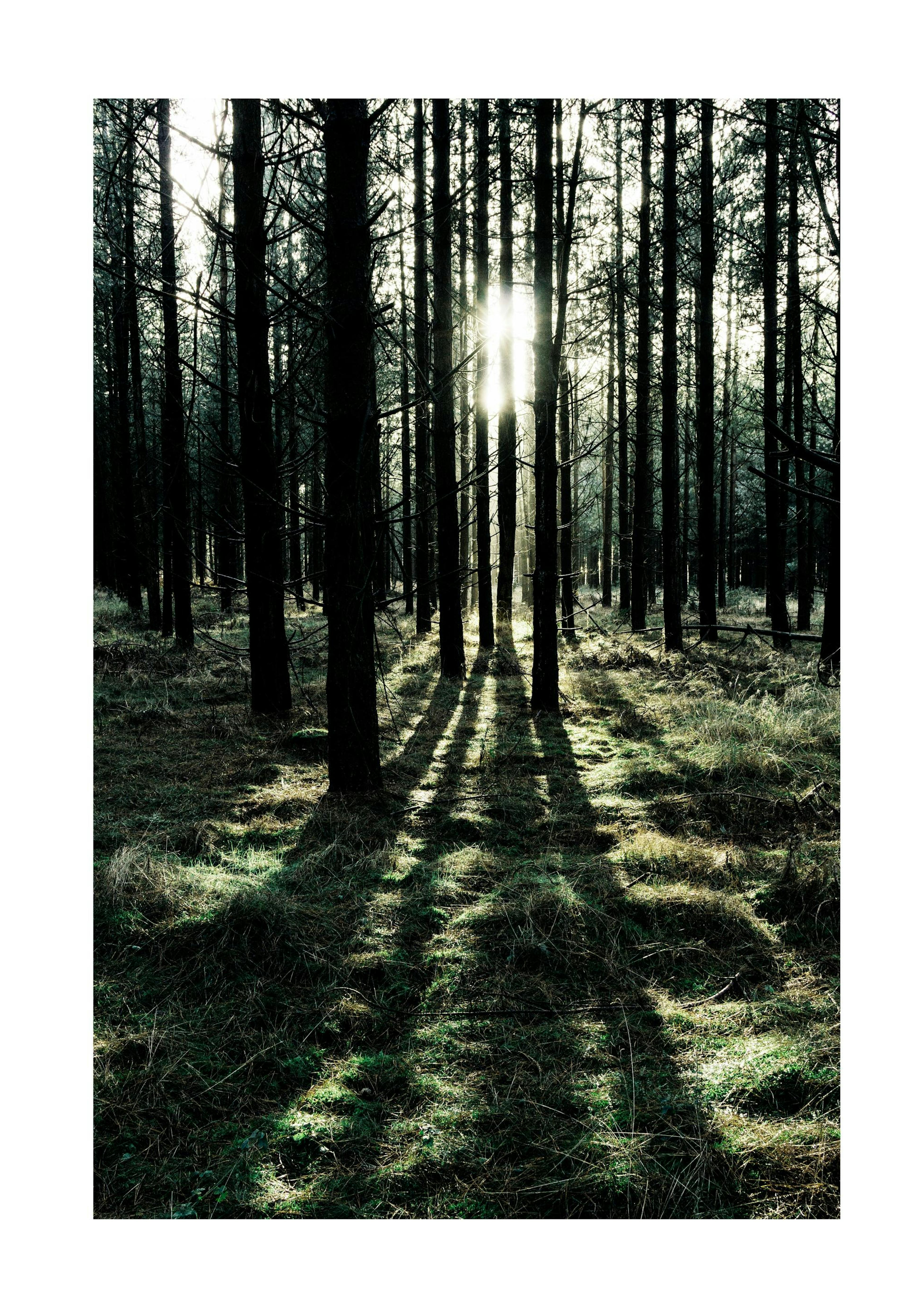 Sunlight In Forest Print 0