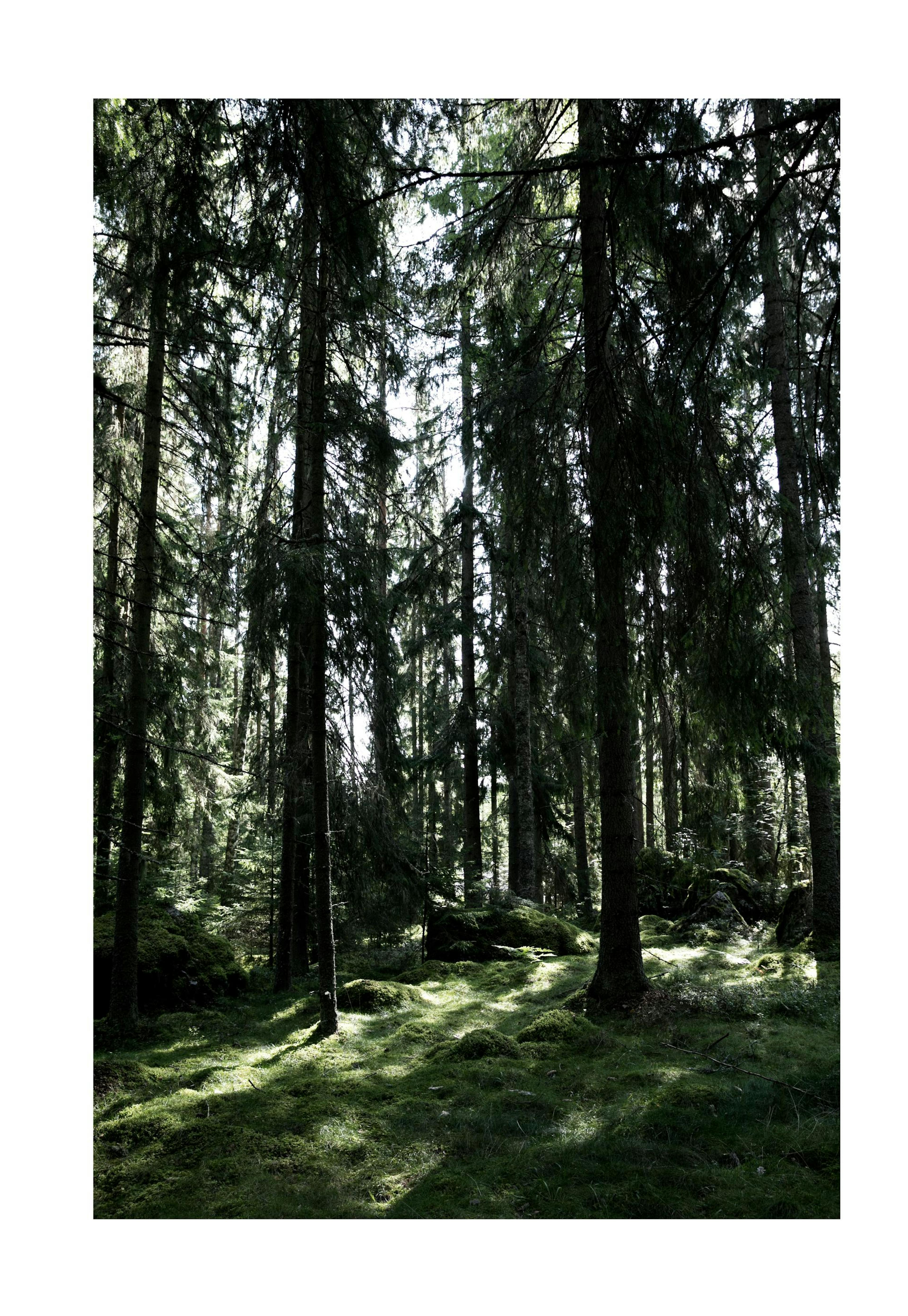 Forest Trees Print