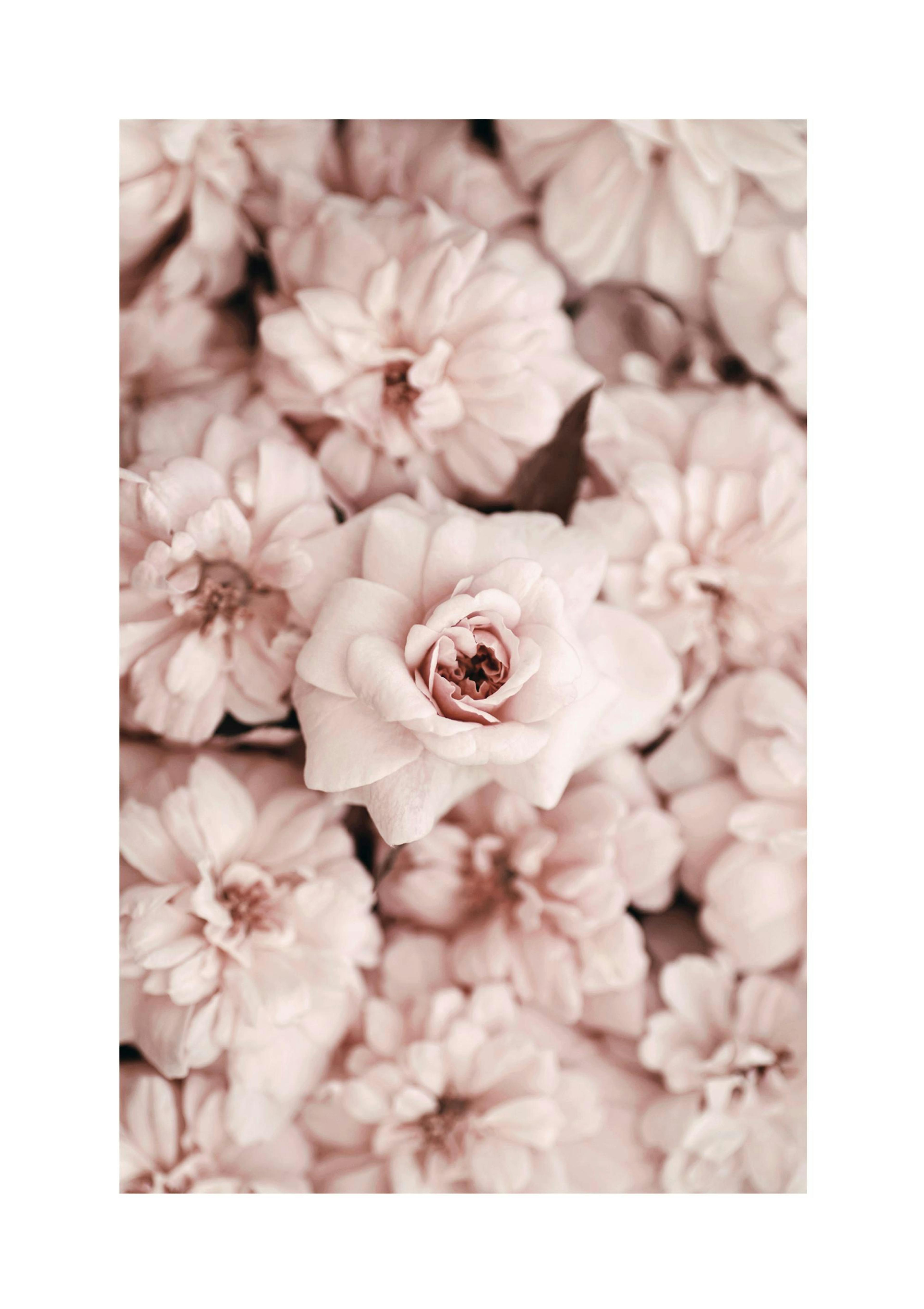 Bed Of Flowers Poster