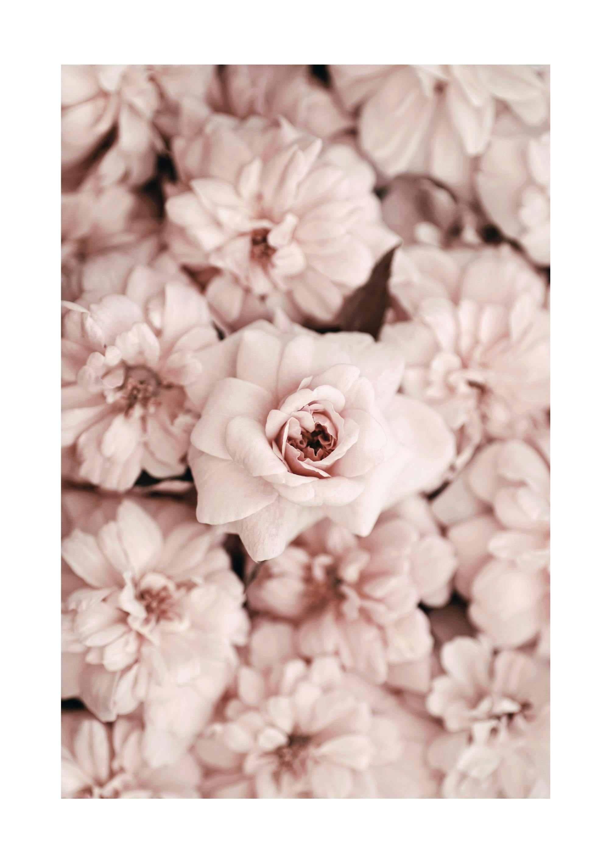 Bed Of Flowers Print 0