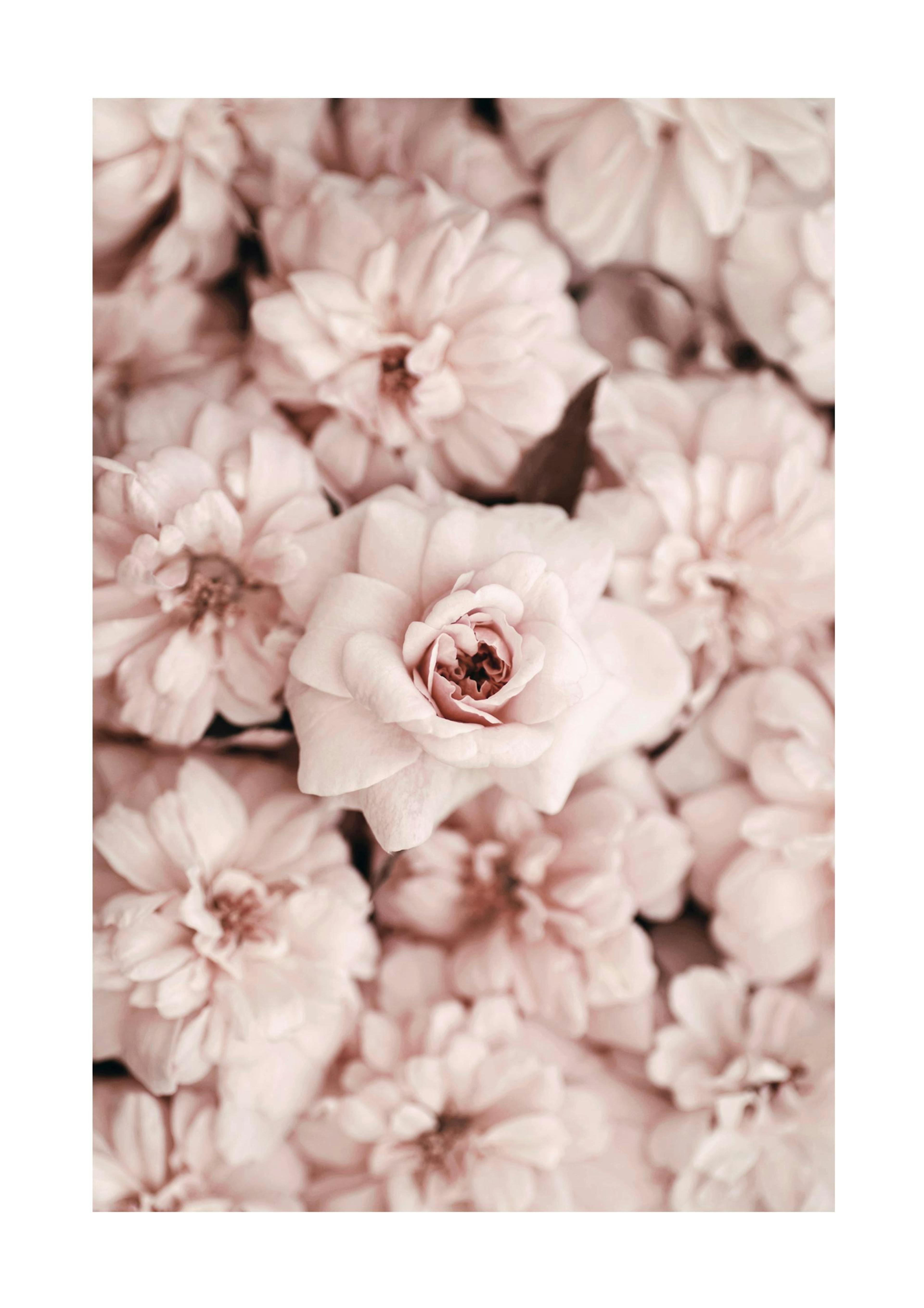 Bed Of Flowers Print 0