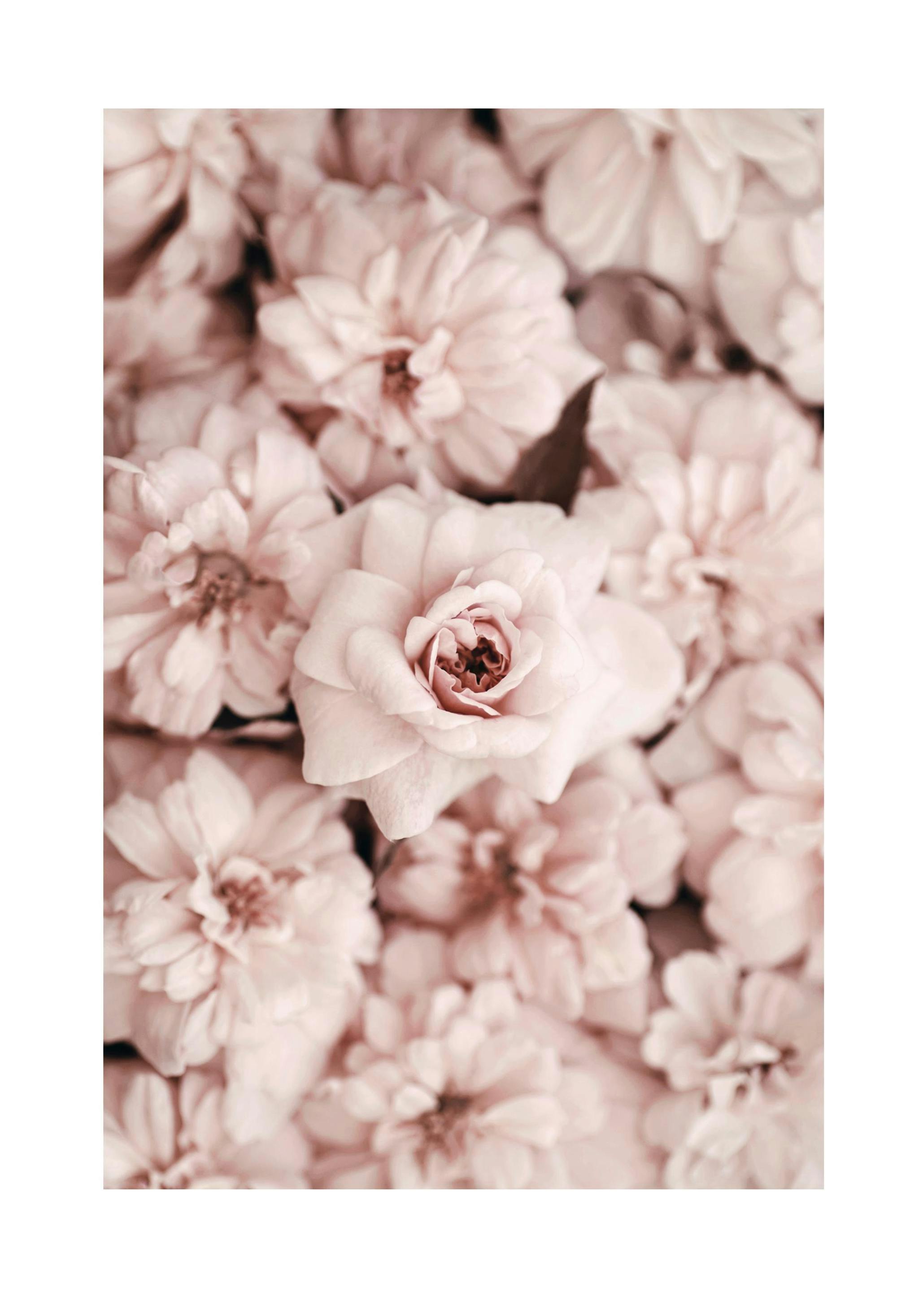 Bed Of Flowers Plakat (30x40 cm) - Plakater > Botaniske plakater > Blomsterplakater