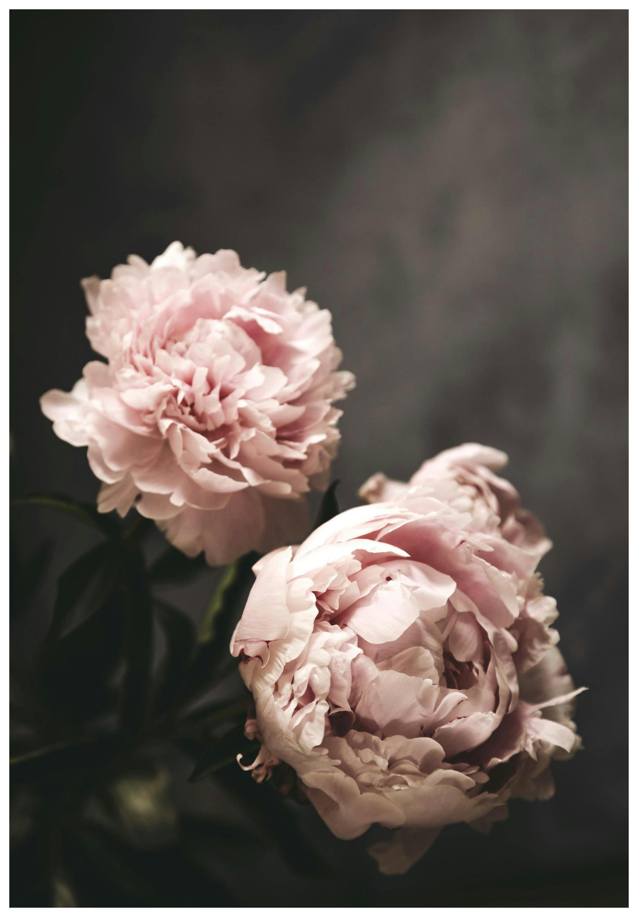 There's Beauty Poster (70x100 cm) -  Poster mit Blumenmotiven