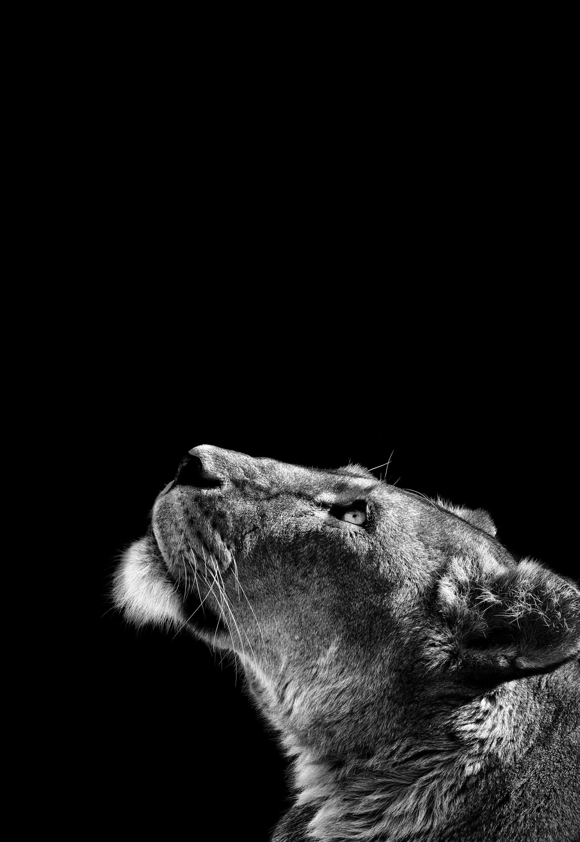 Lioness Plakat 0