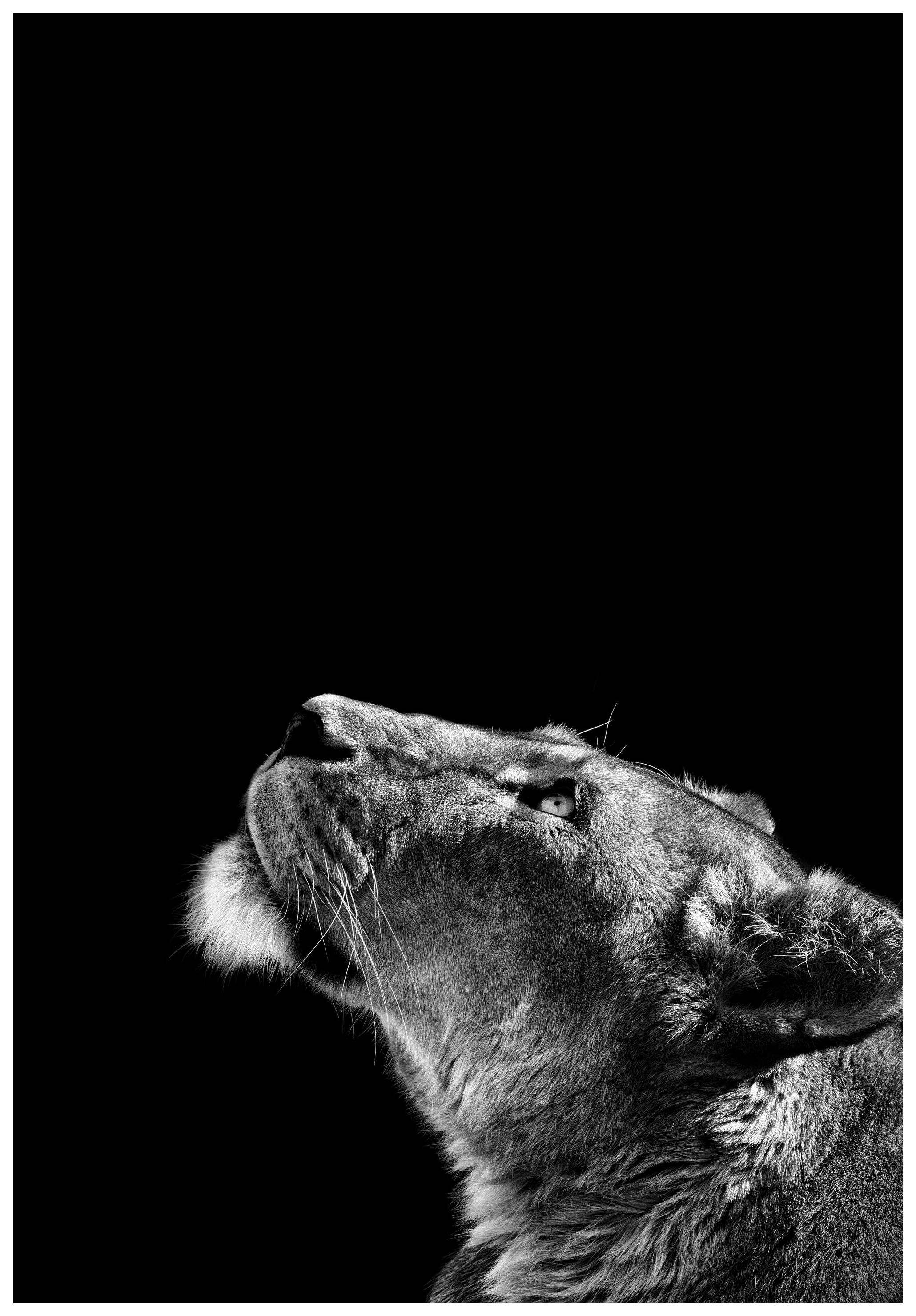 Prints - Lioness Print (50x70 cm) - Black & white prints