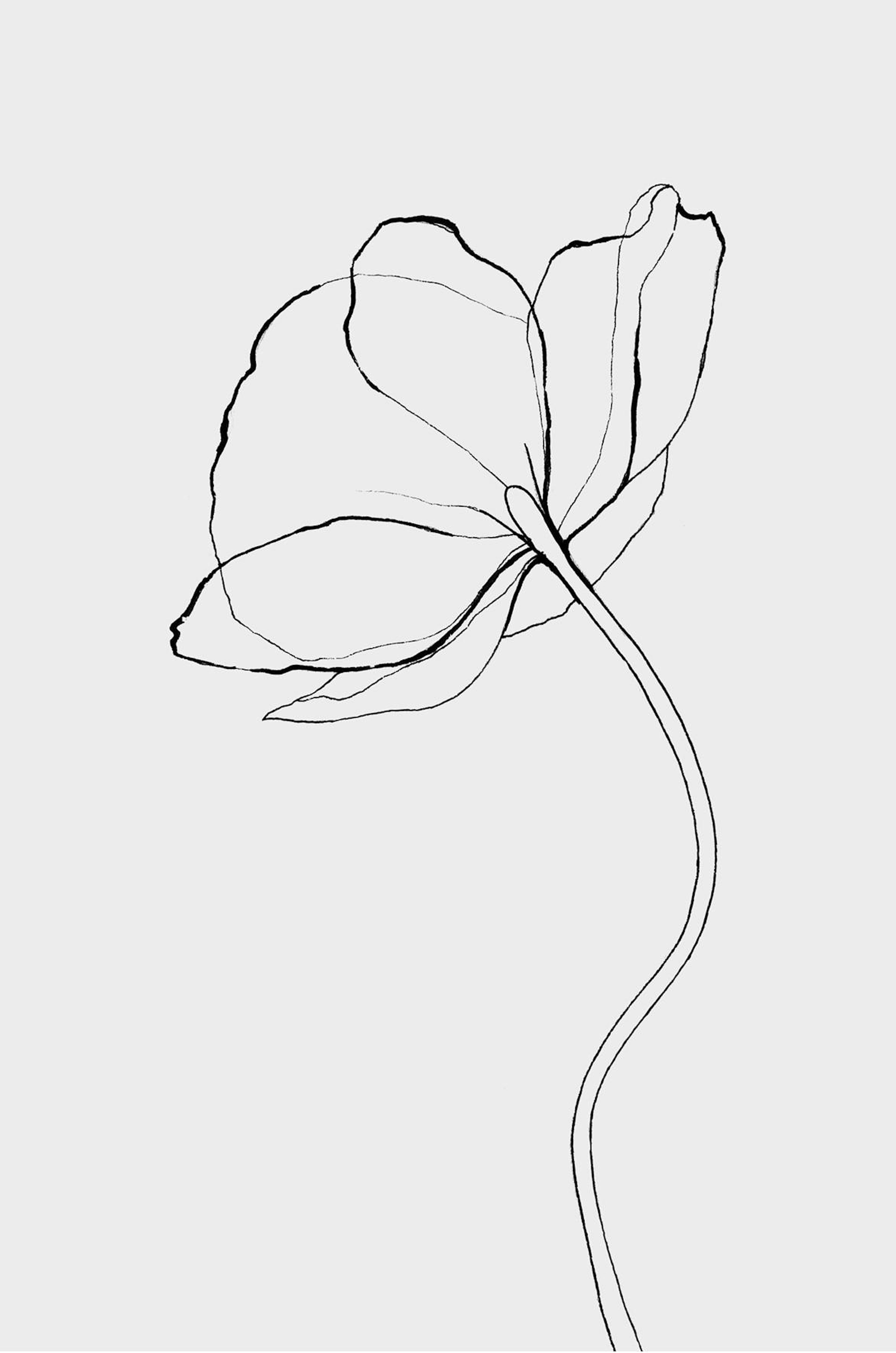 Line Poppy Print