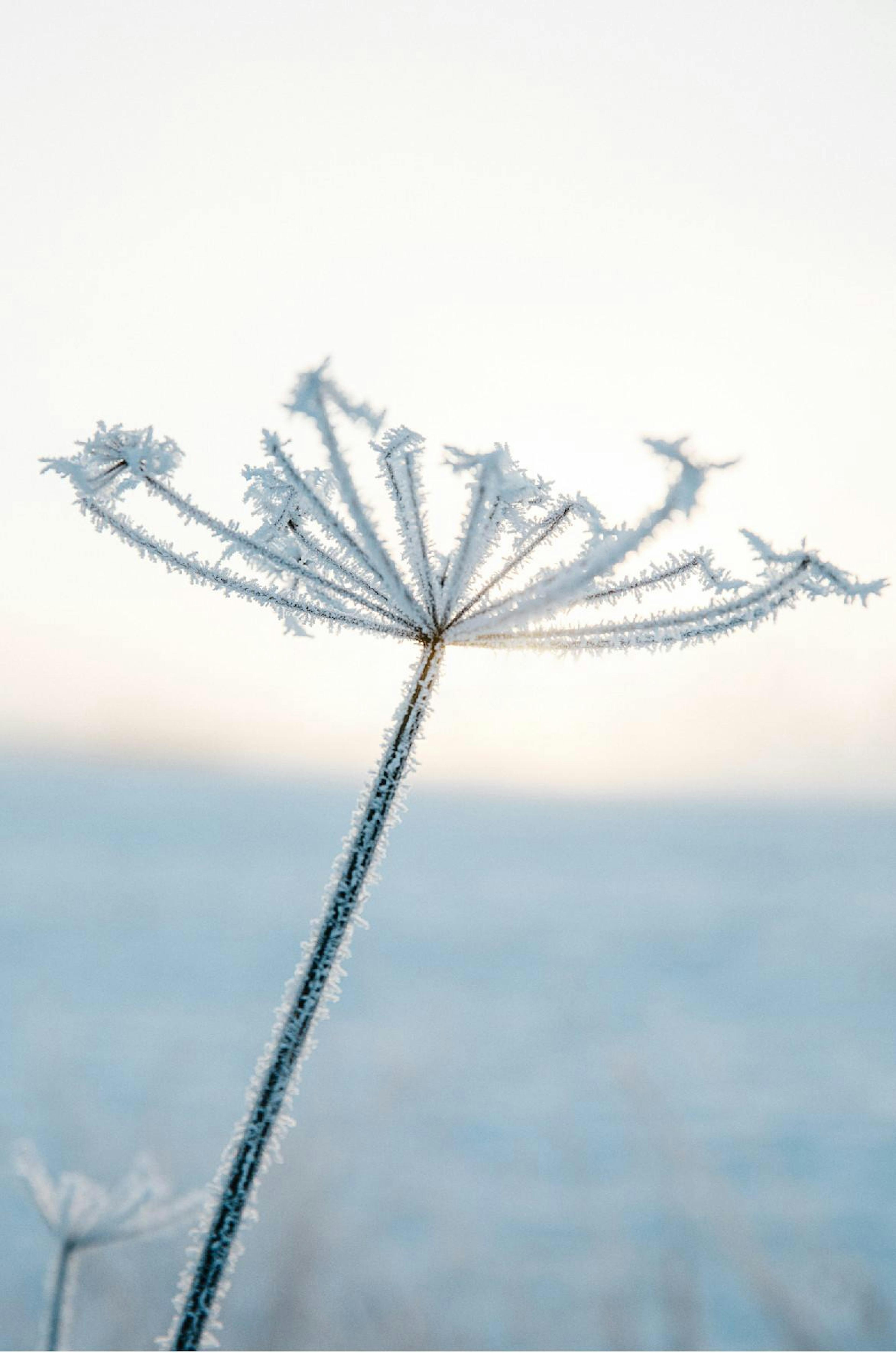 Frosty Flower Plakat