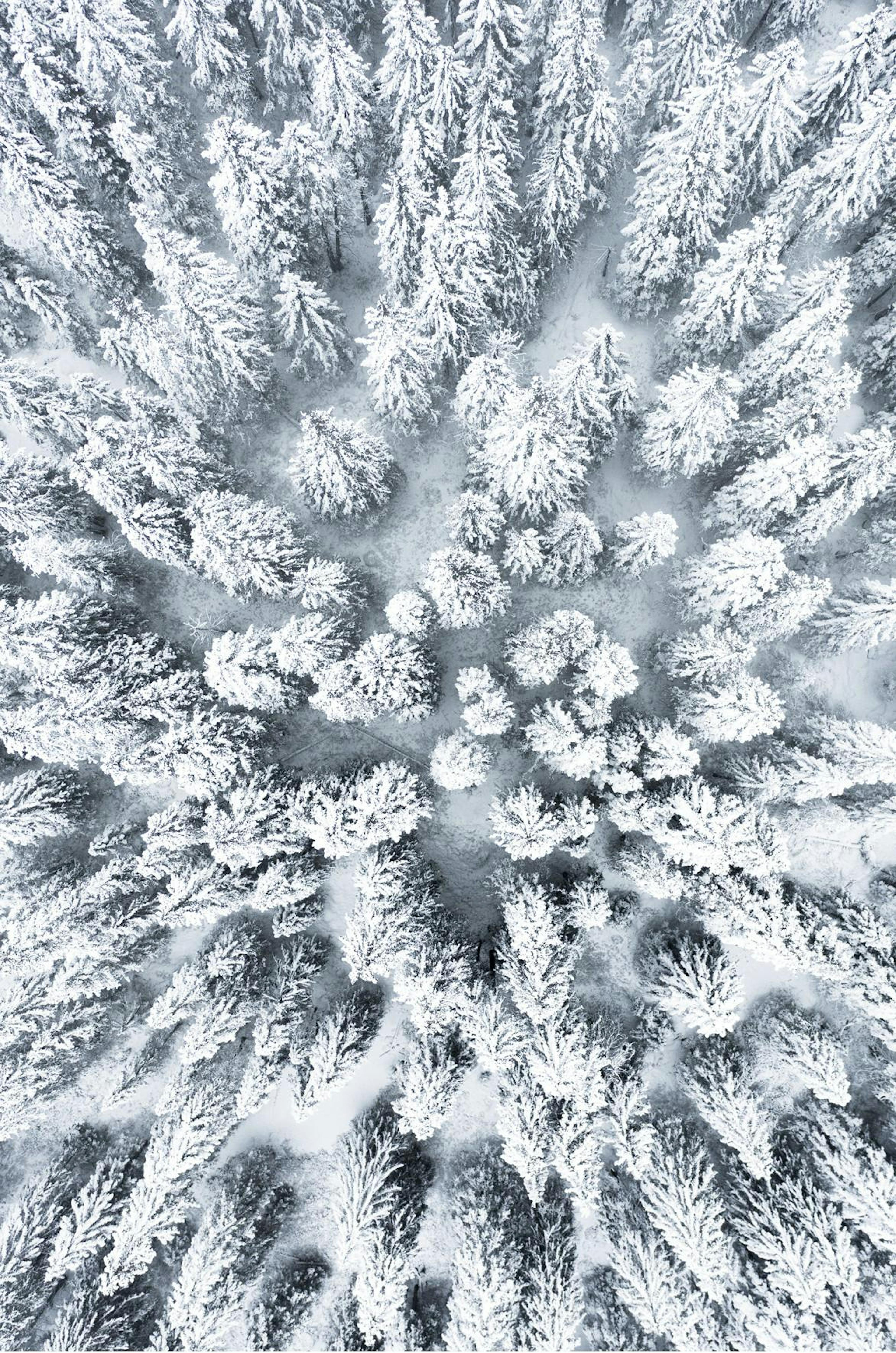 Snowy Trees Poster
