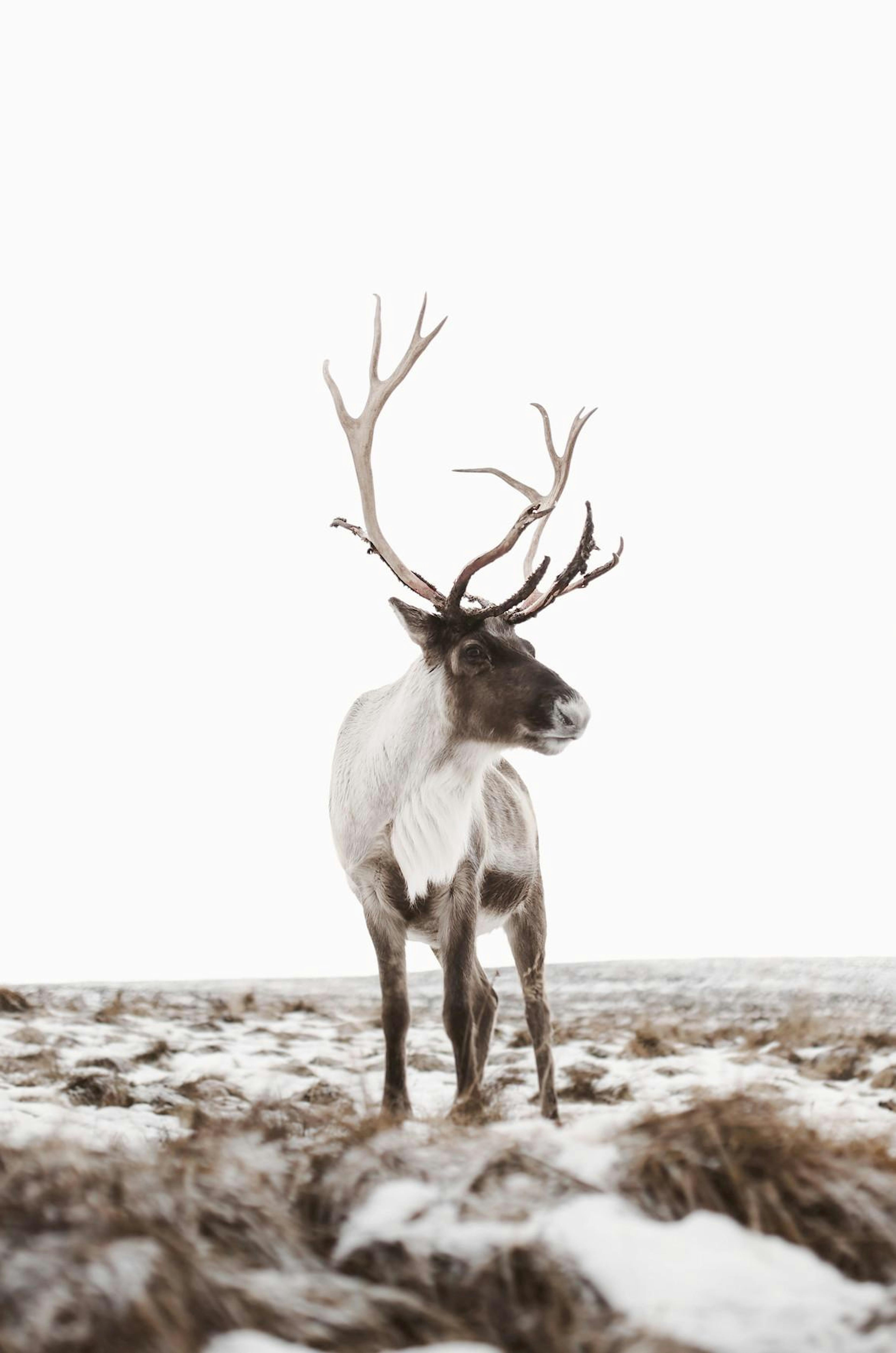 Reindeer Poster