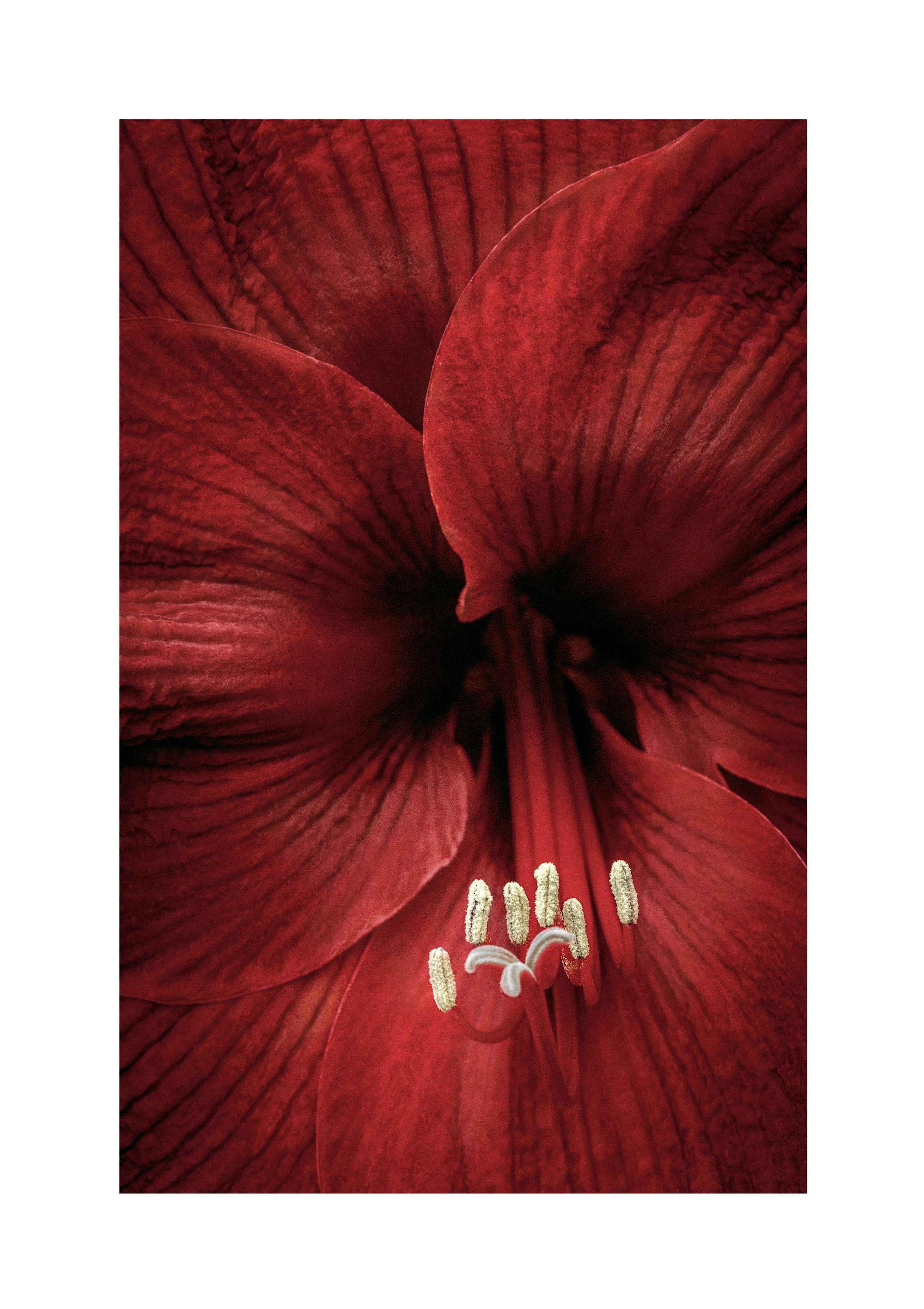 Red Amaryllis Poster