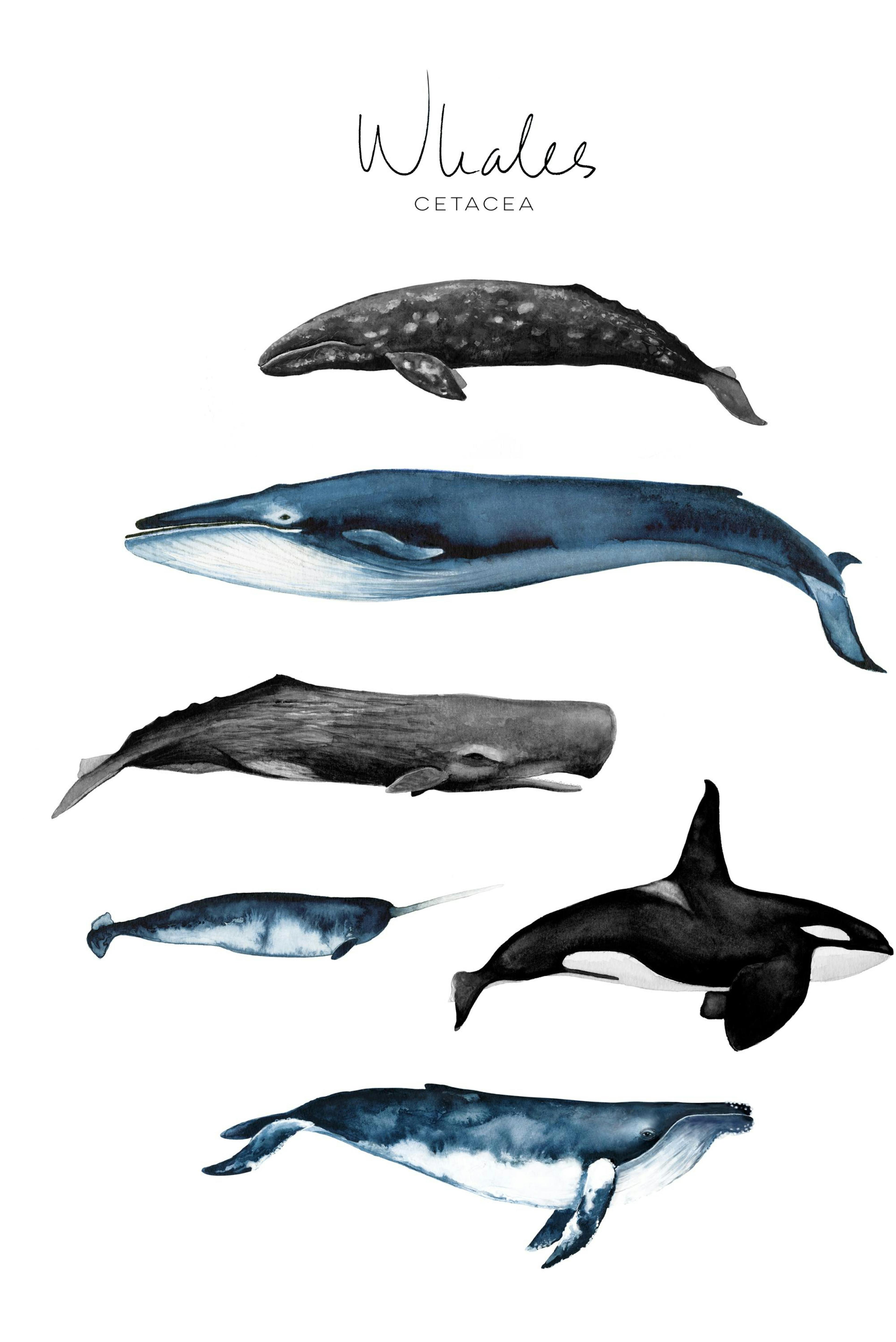 Whales Poster