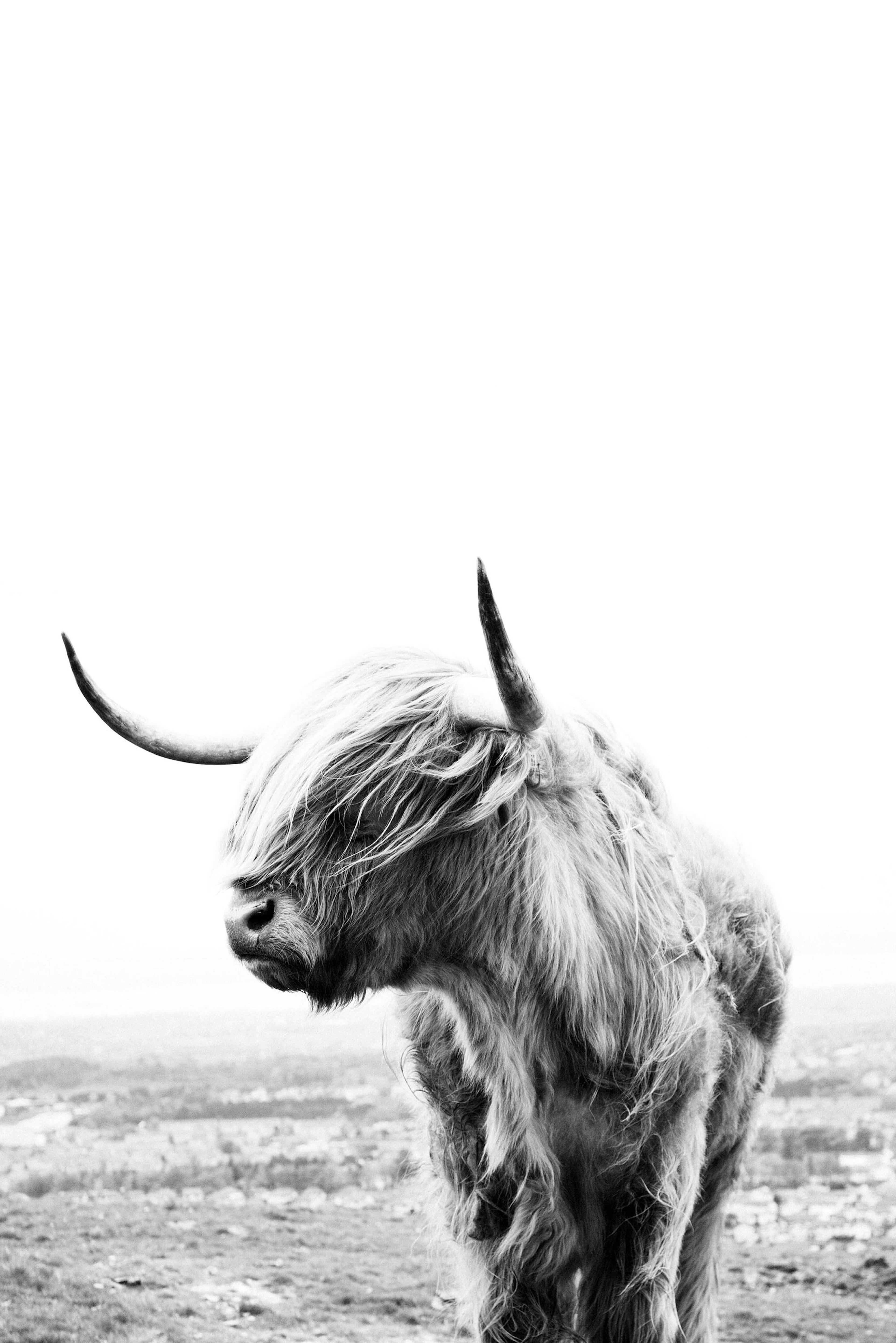 Highland Cow Poster