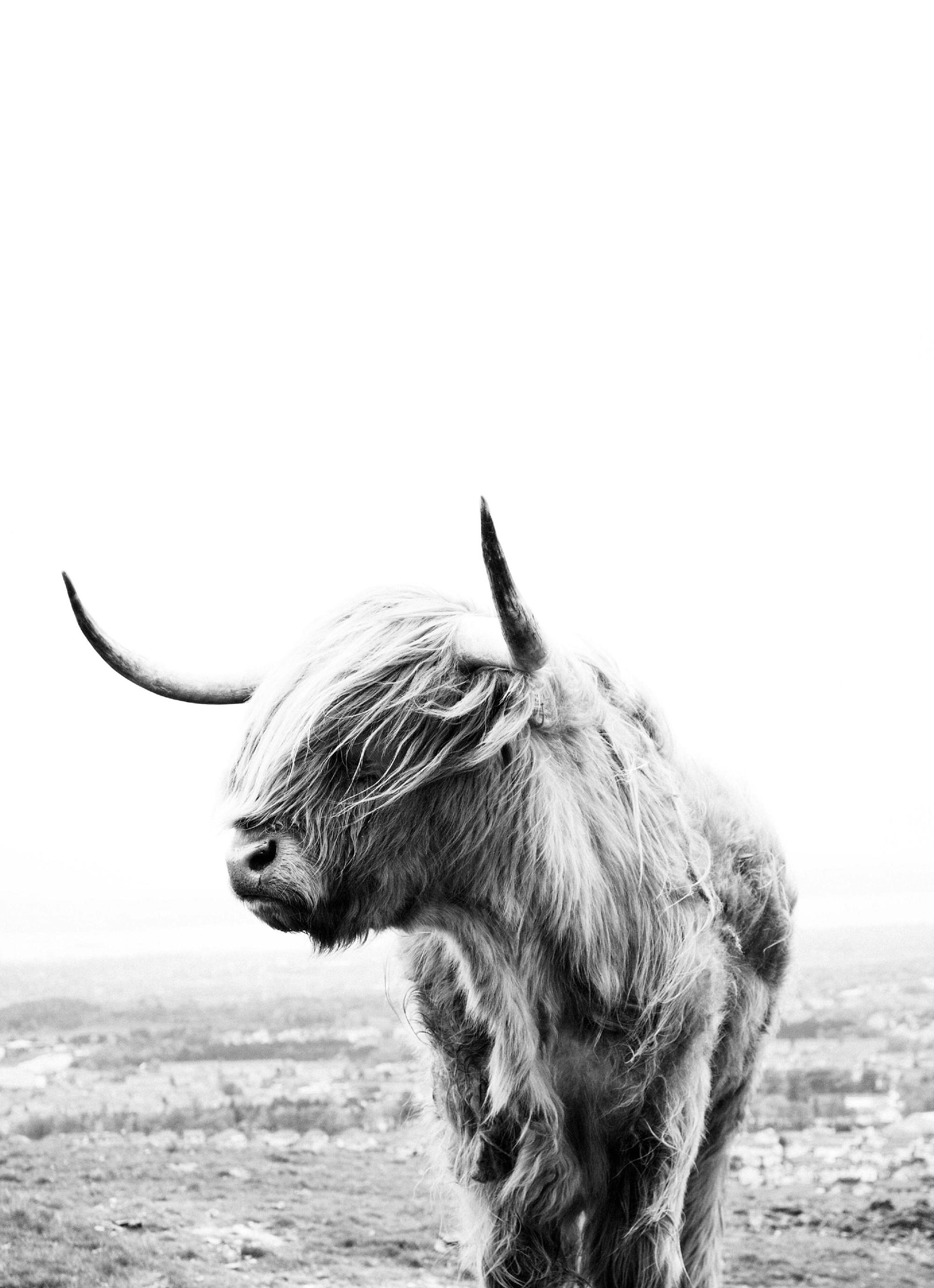 Highland Cow