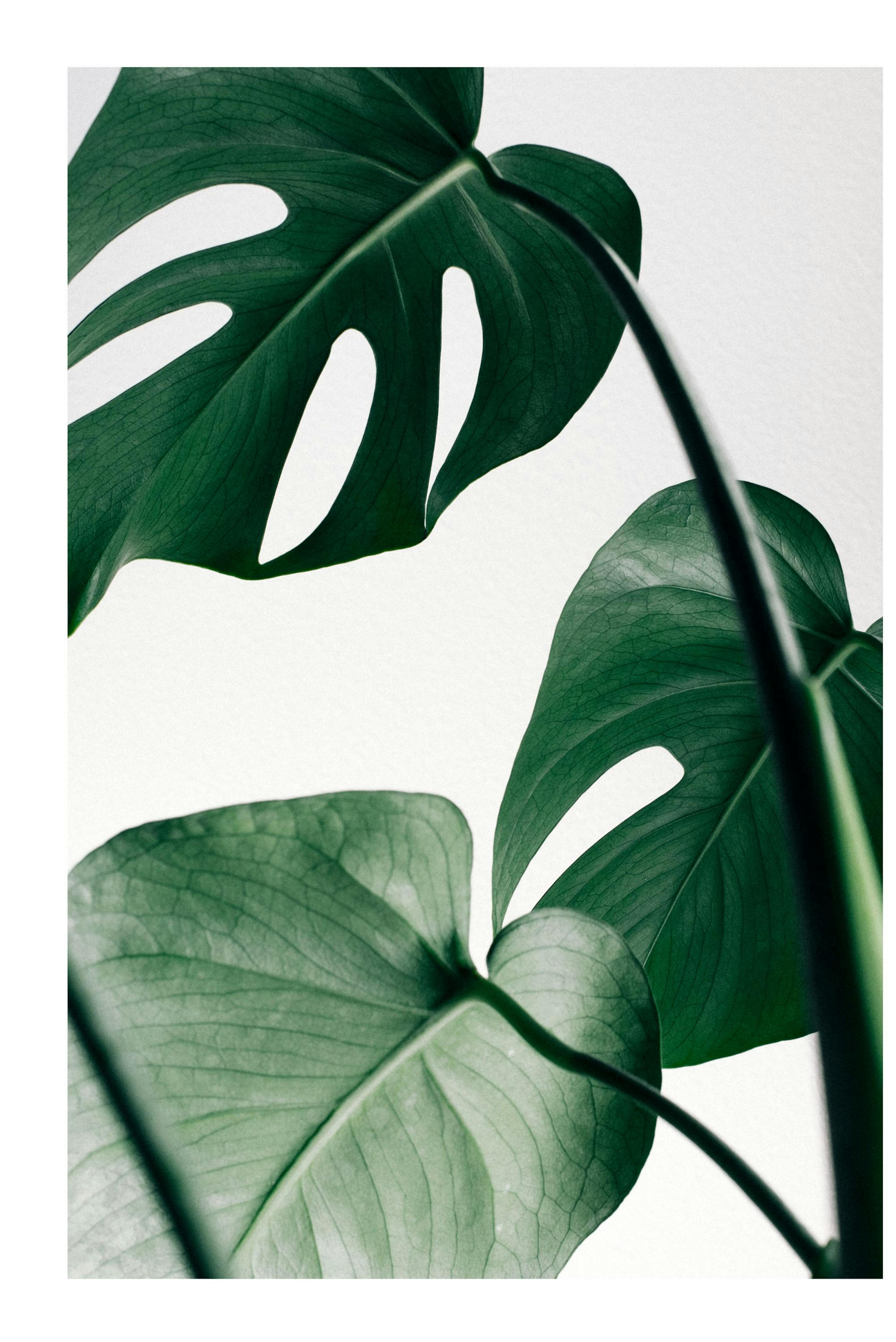 Monstera Three Plagát