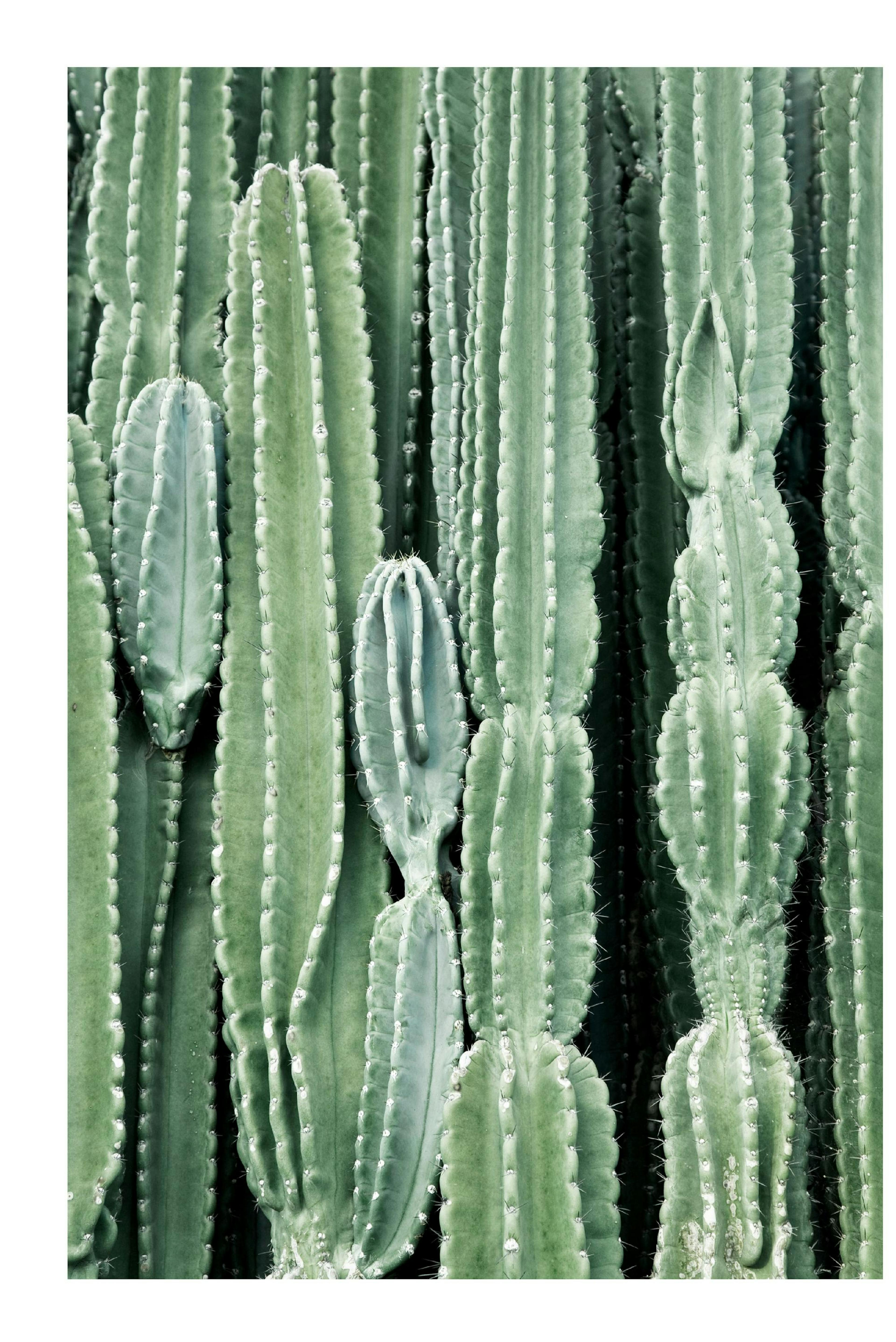 Cactus, Poster
