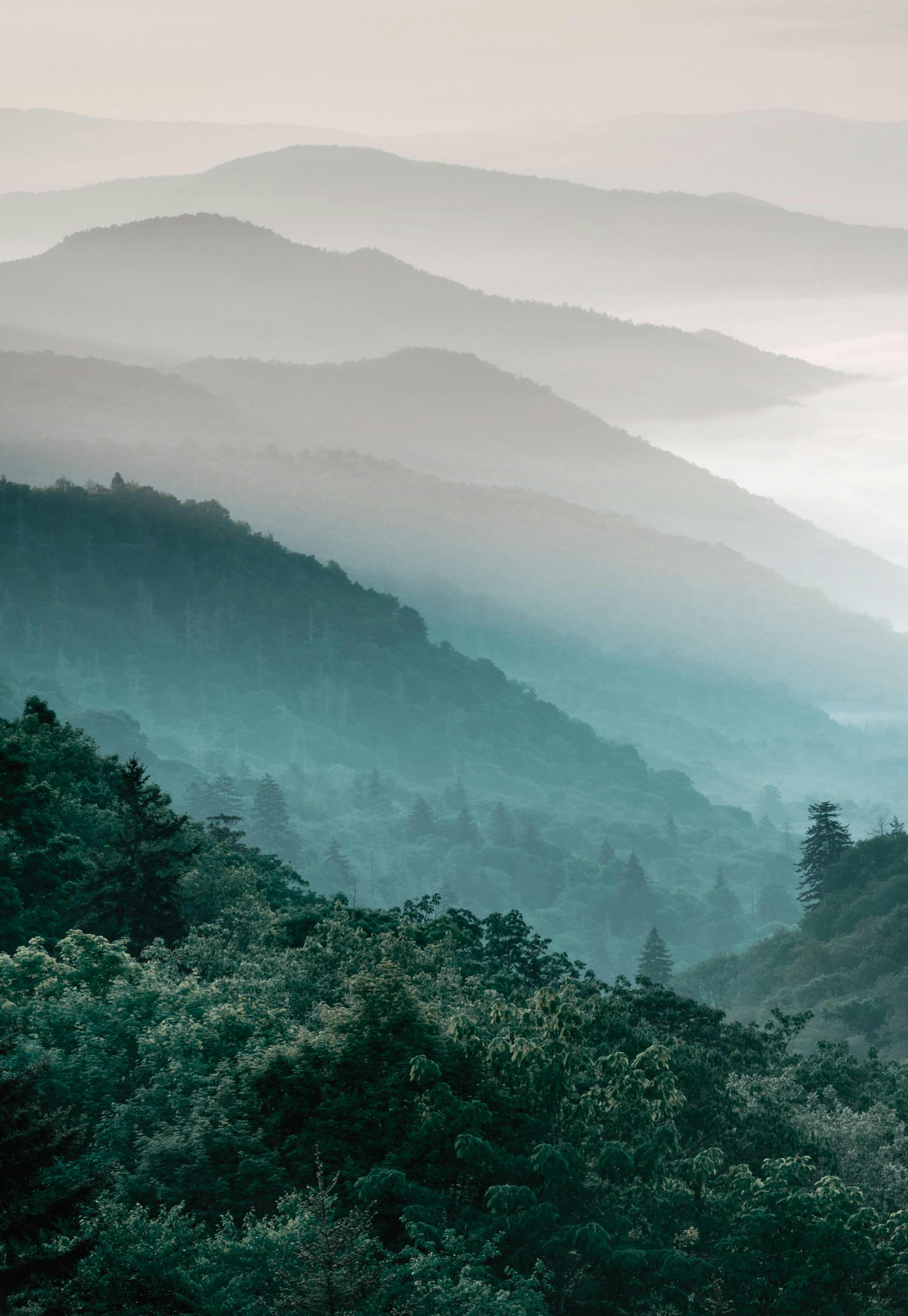 Forest Mountain, Prints 0