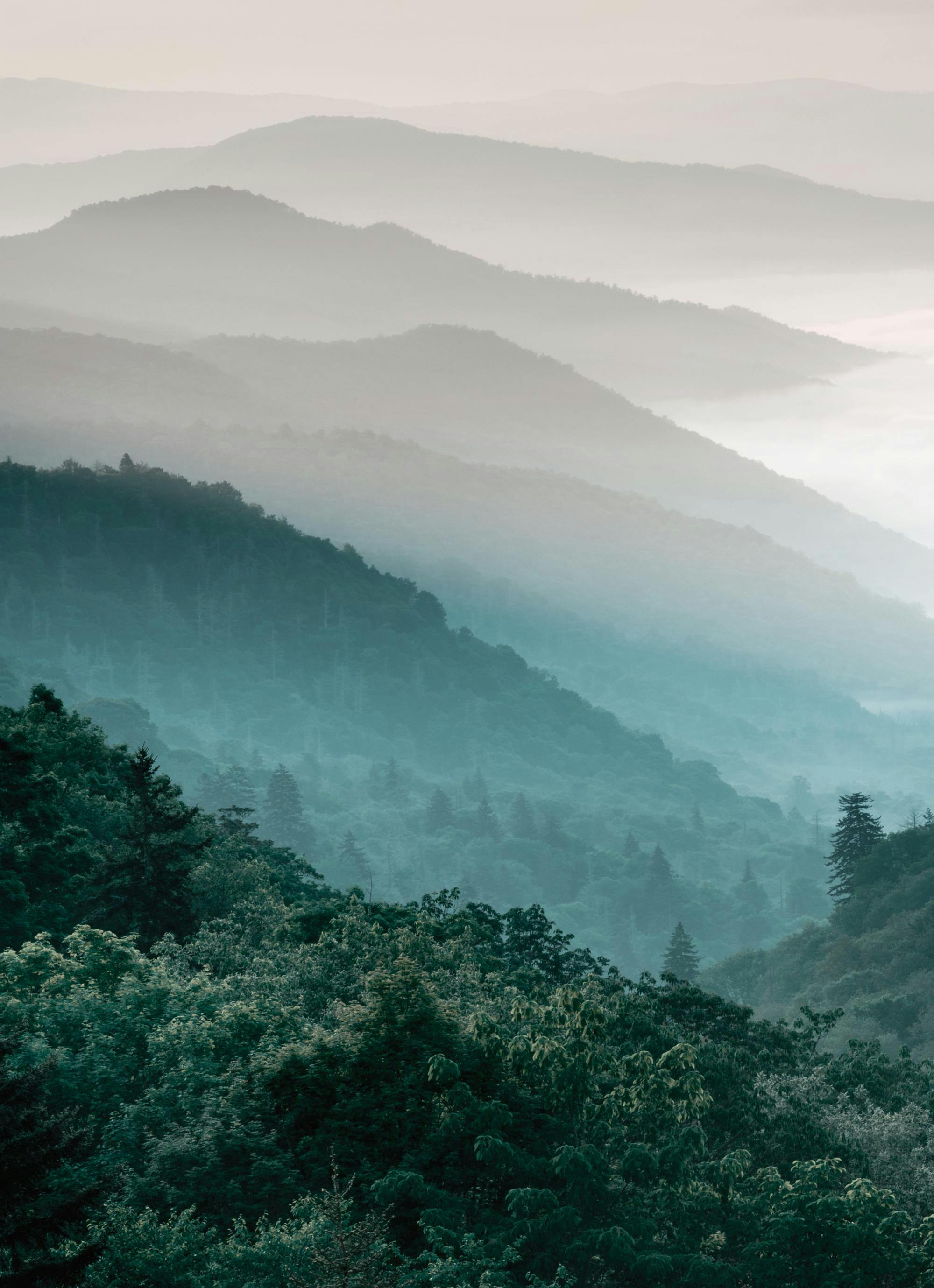 Forest Mountain, Prints 0
