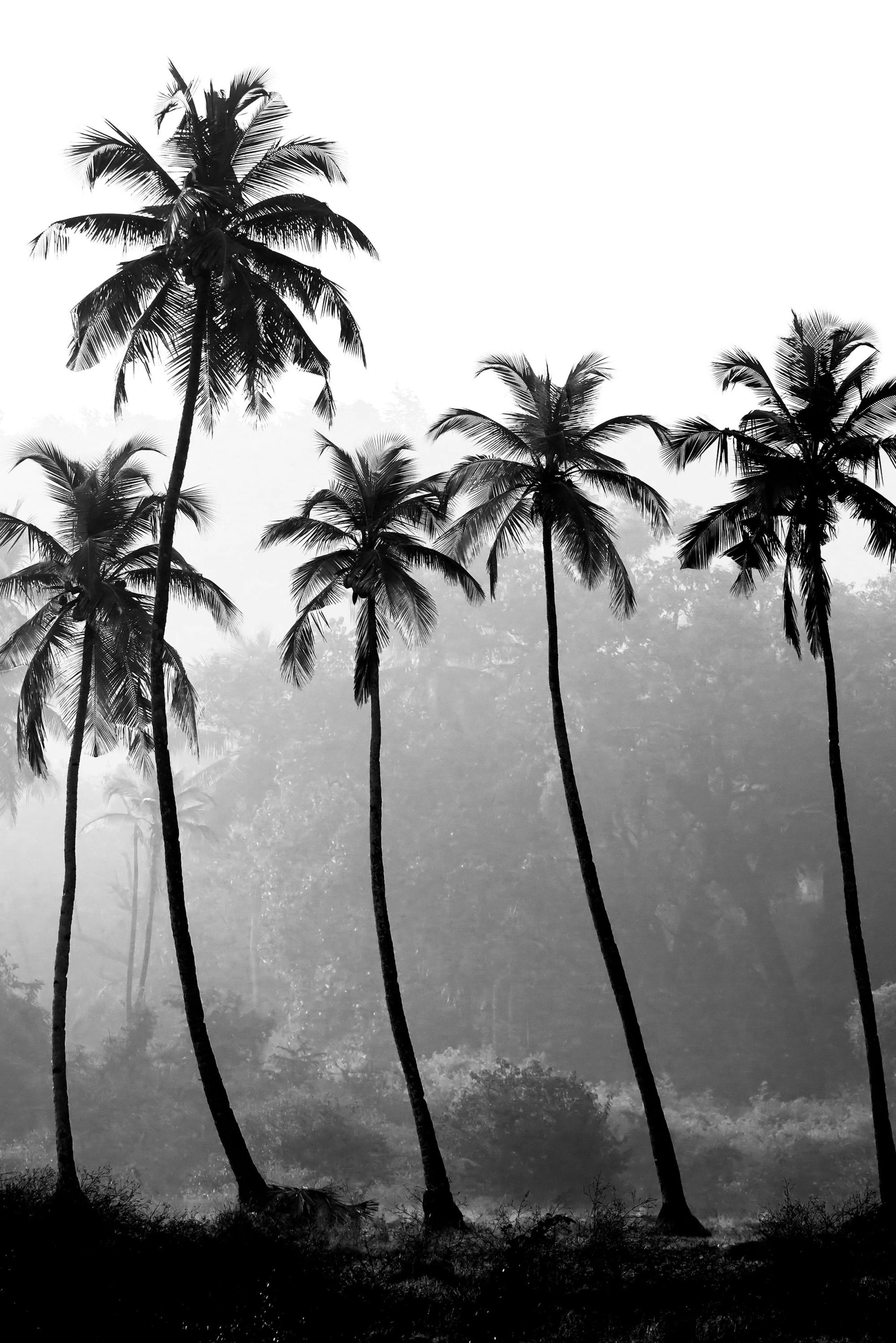 Palm Trees, Print