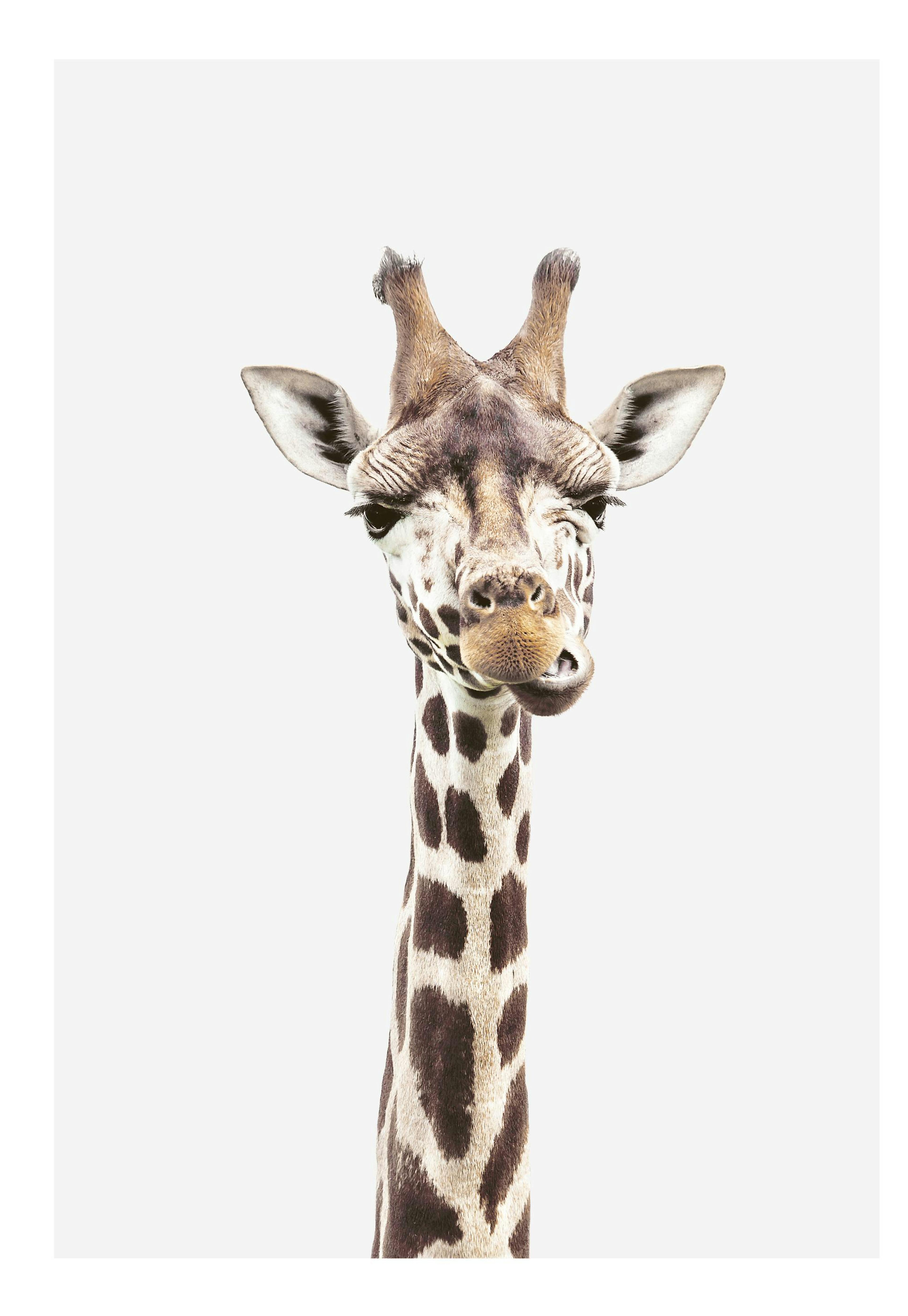 Baby Giraffe Print 0