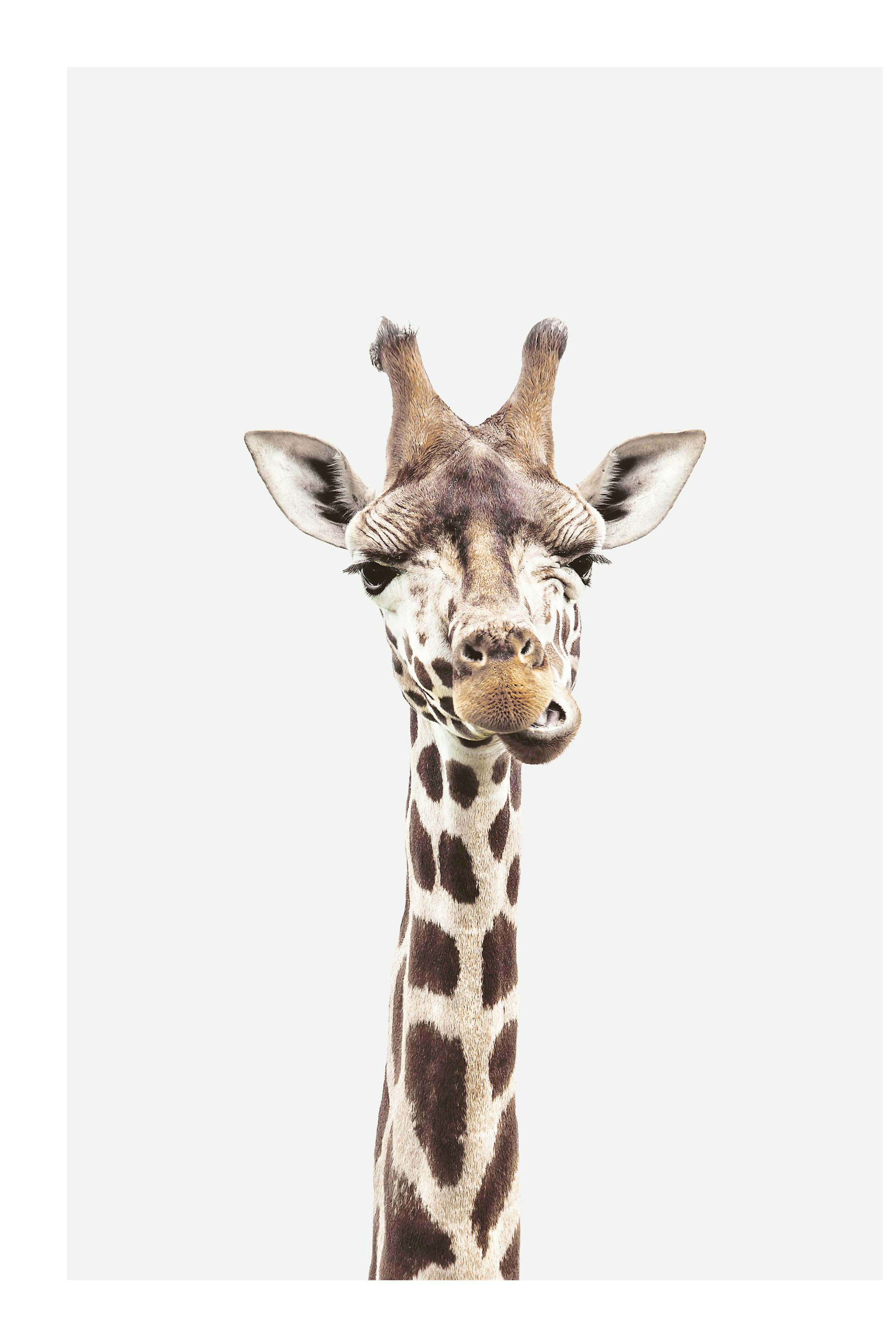 Baby Giraffe Print