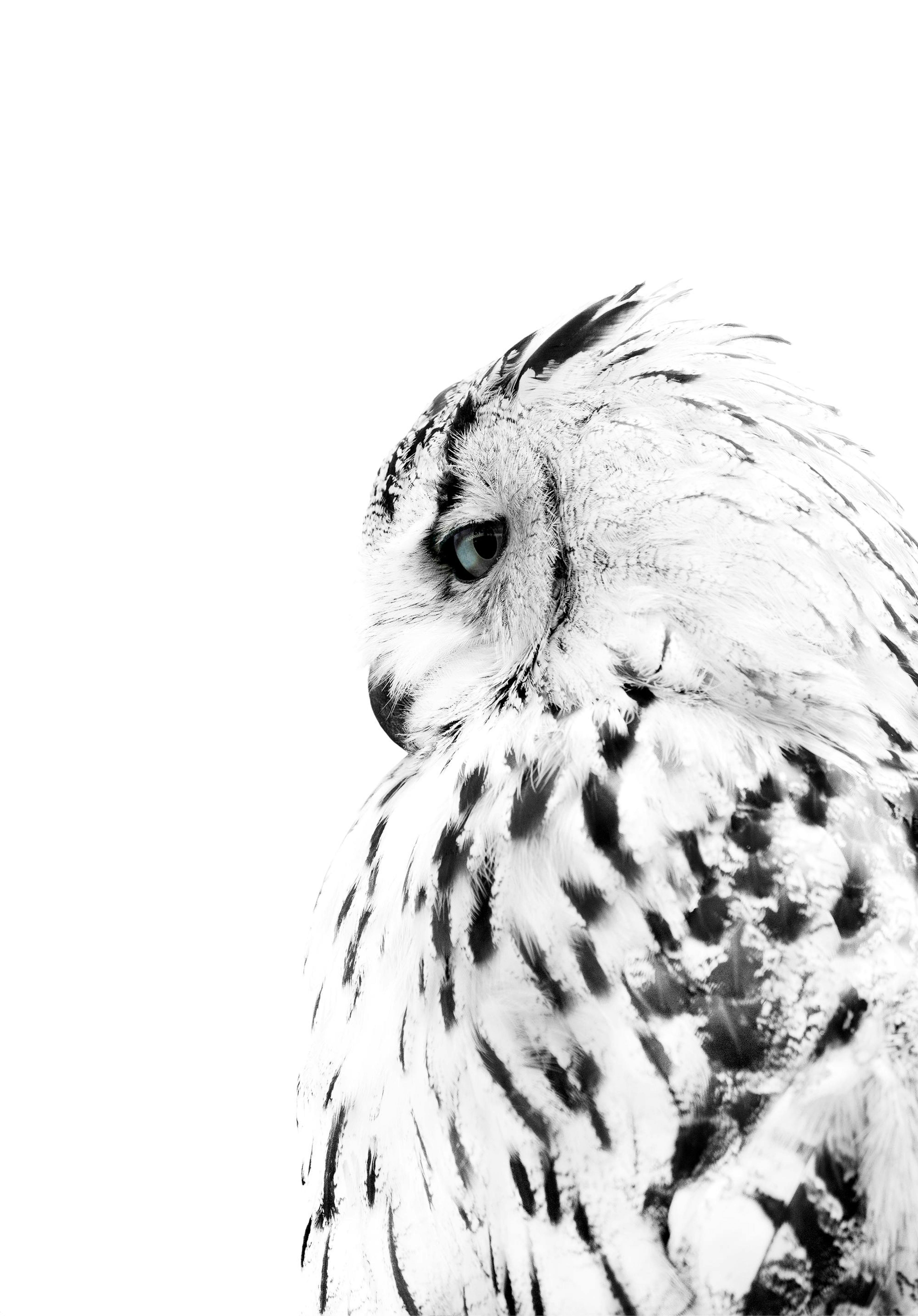 White Owl, Print