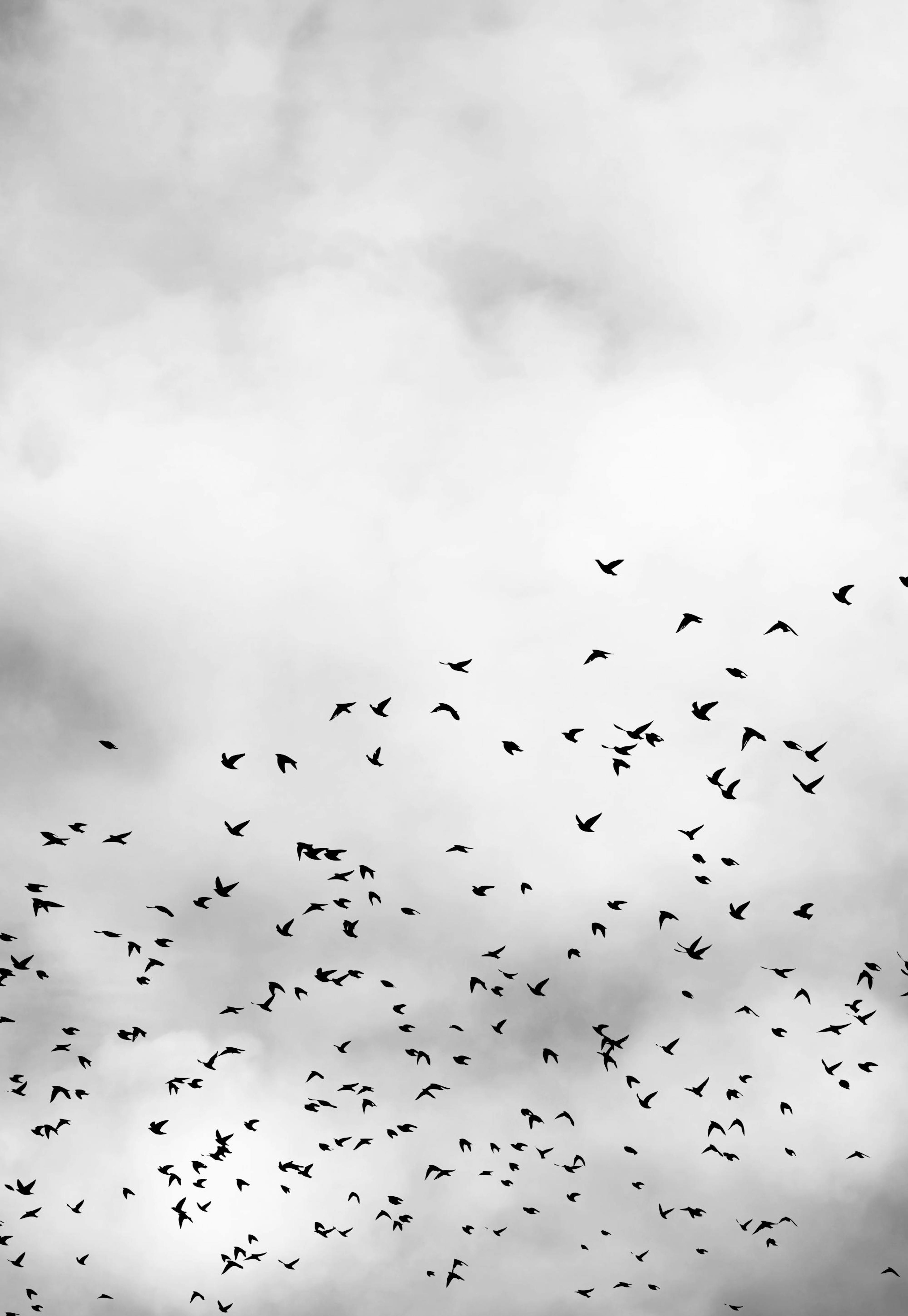 Bird Sky, Print