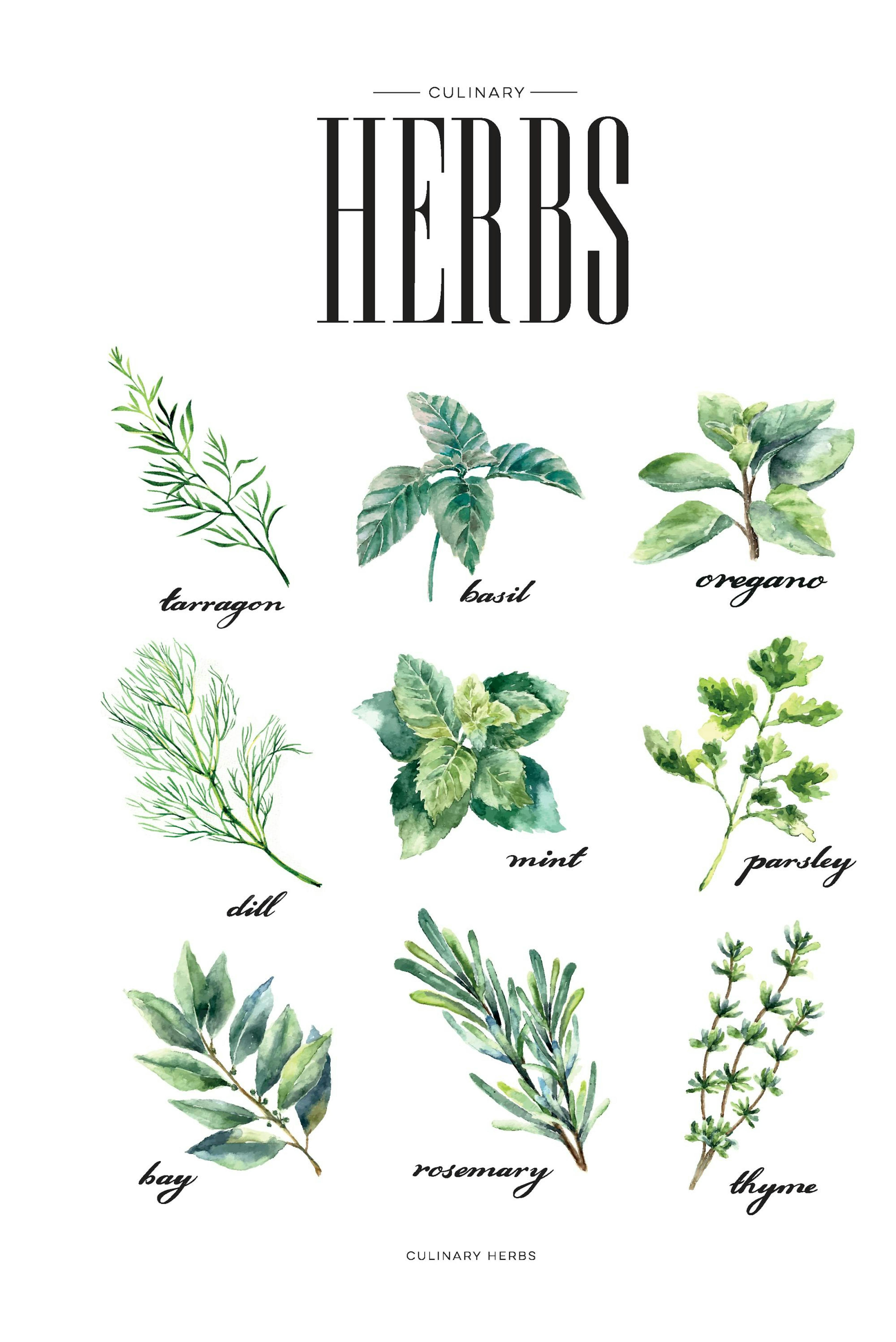 Herbs Green, Posters