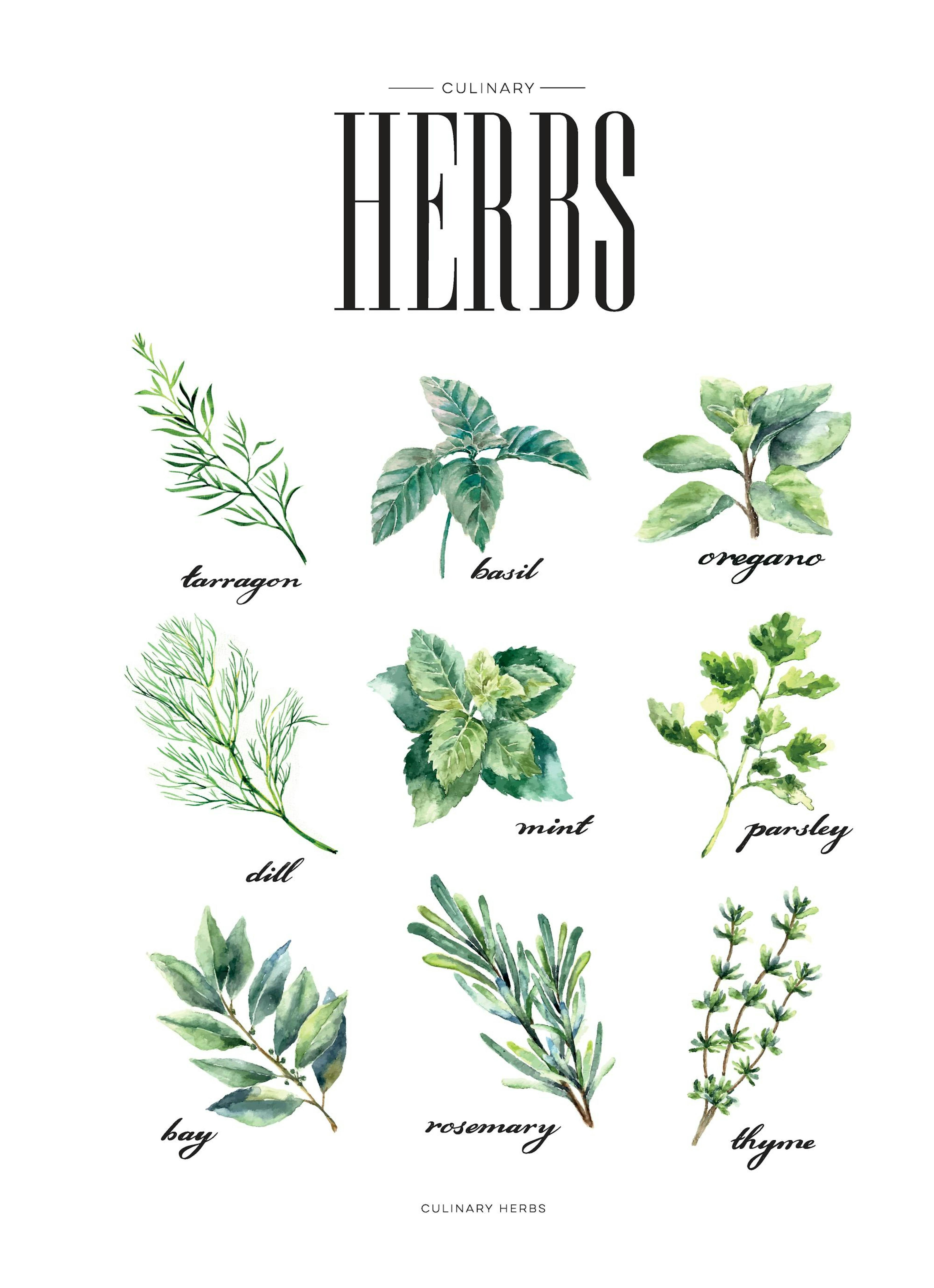 Herbs Green, Print
