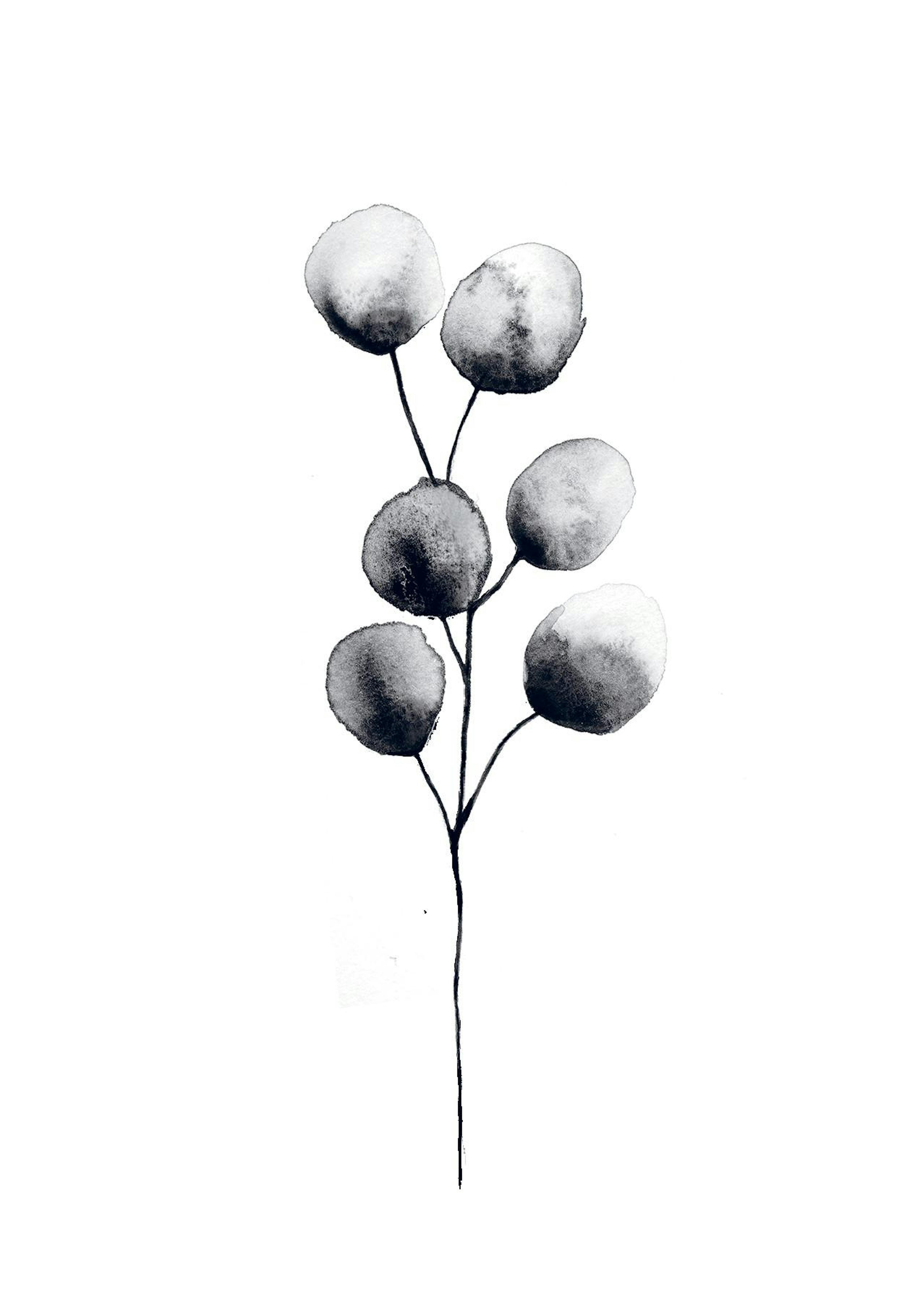 Eucalyptus Plant Black, Print