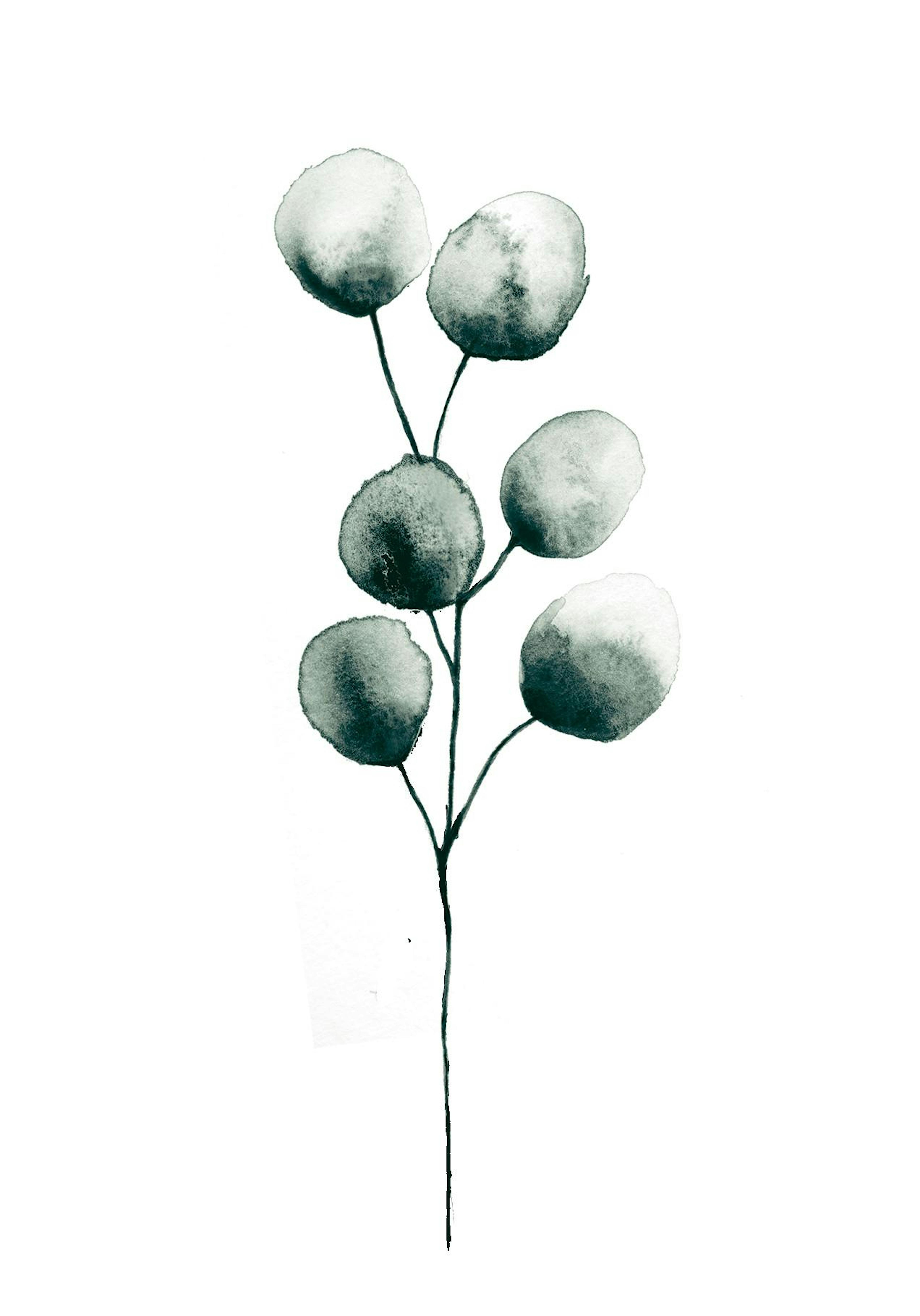 Eucalyptus Plant, Affiche