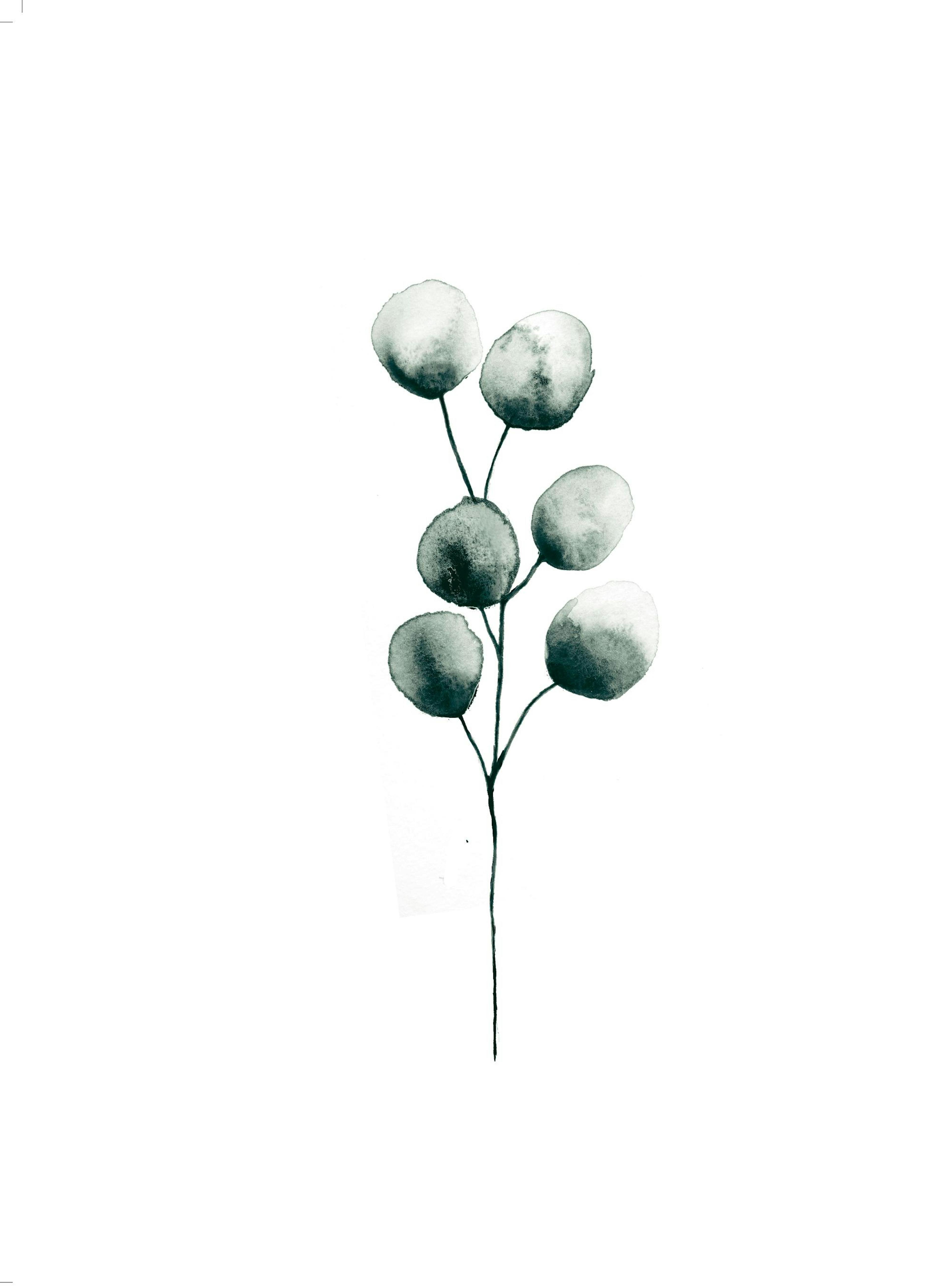 Eucalyptus Plant, 포스터 0