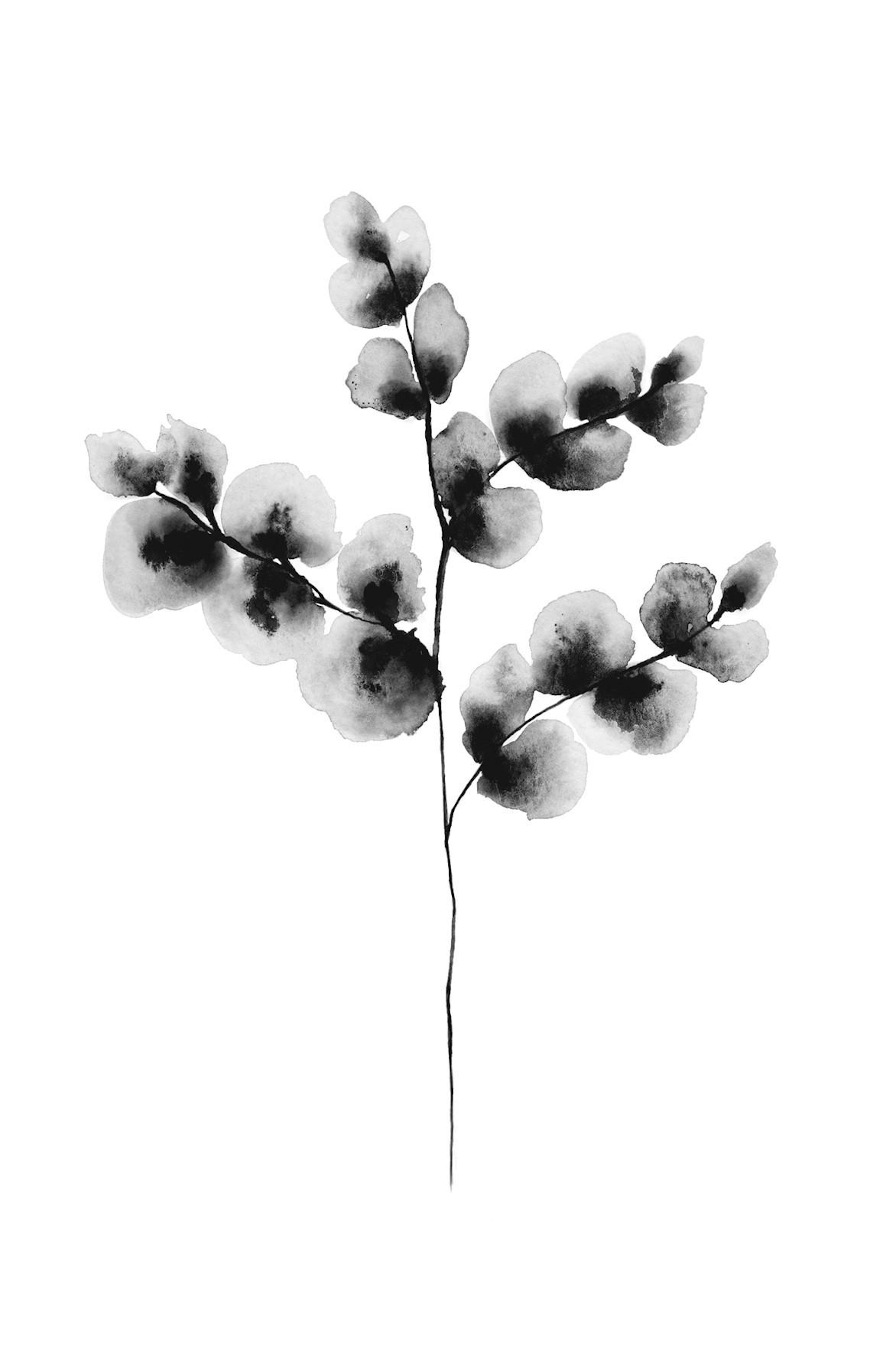 Cotton Plant, Poster