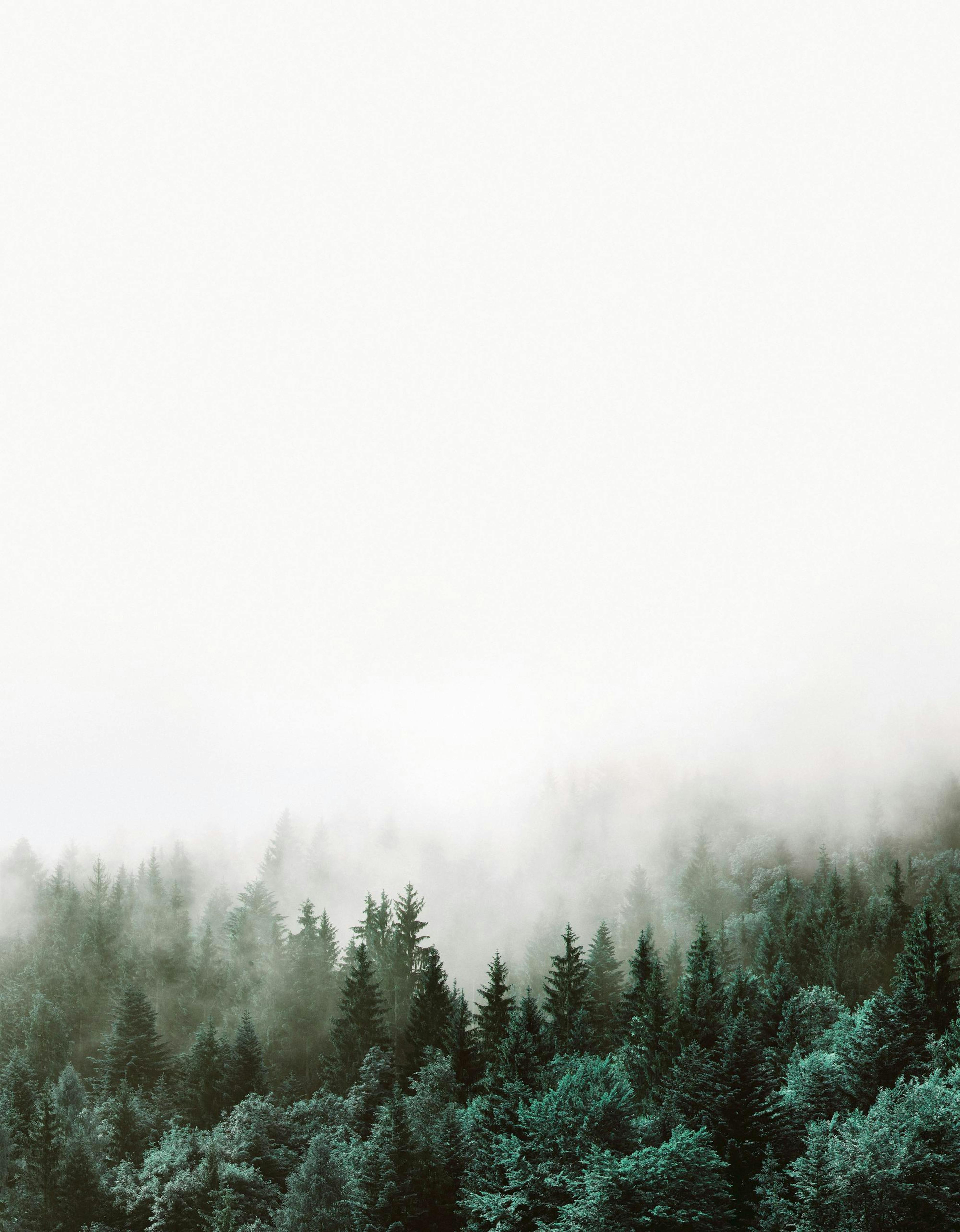 Forest, 포스터s