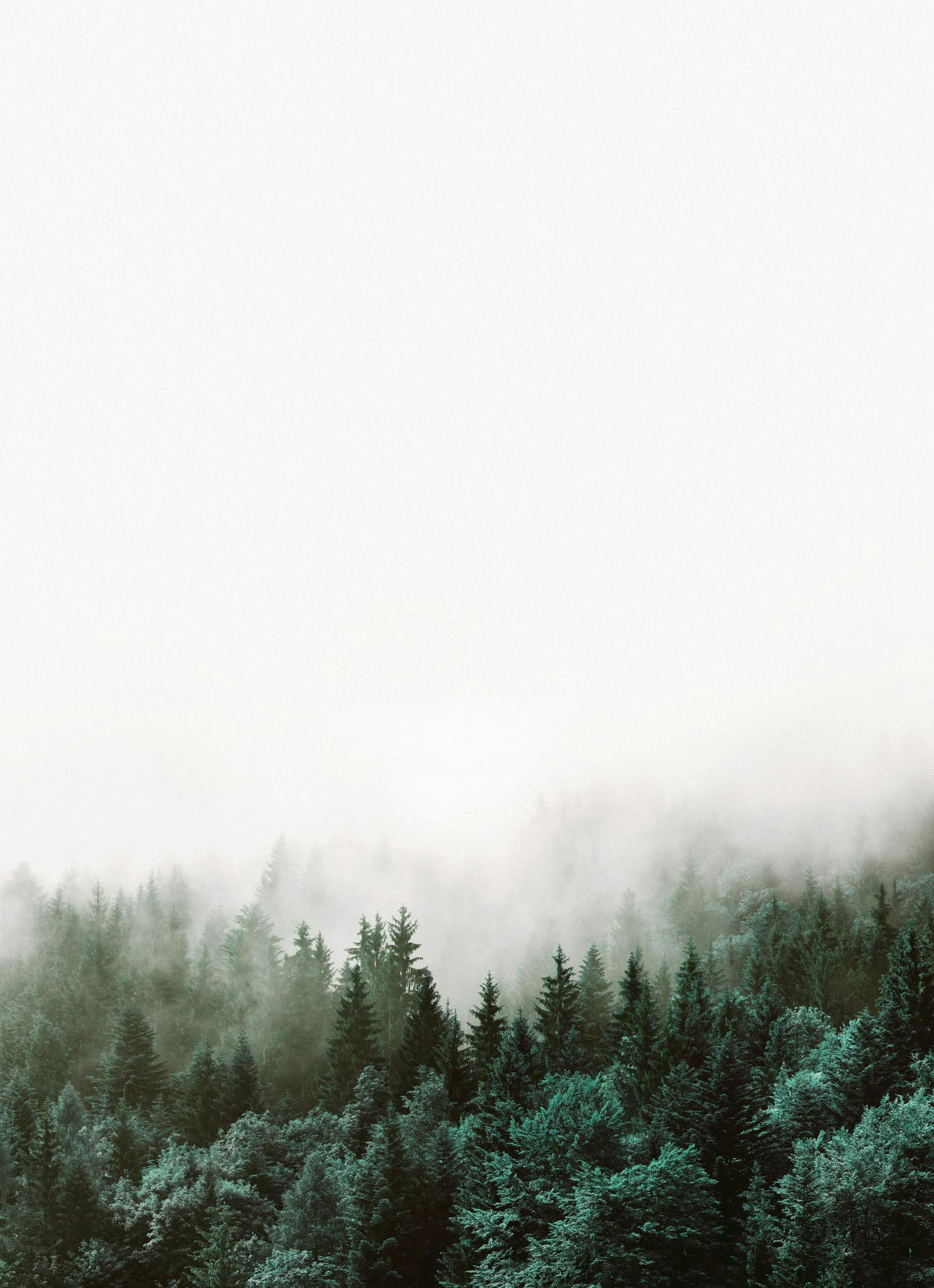 Forest, Juliste