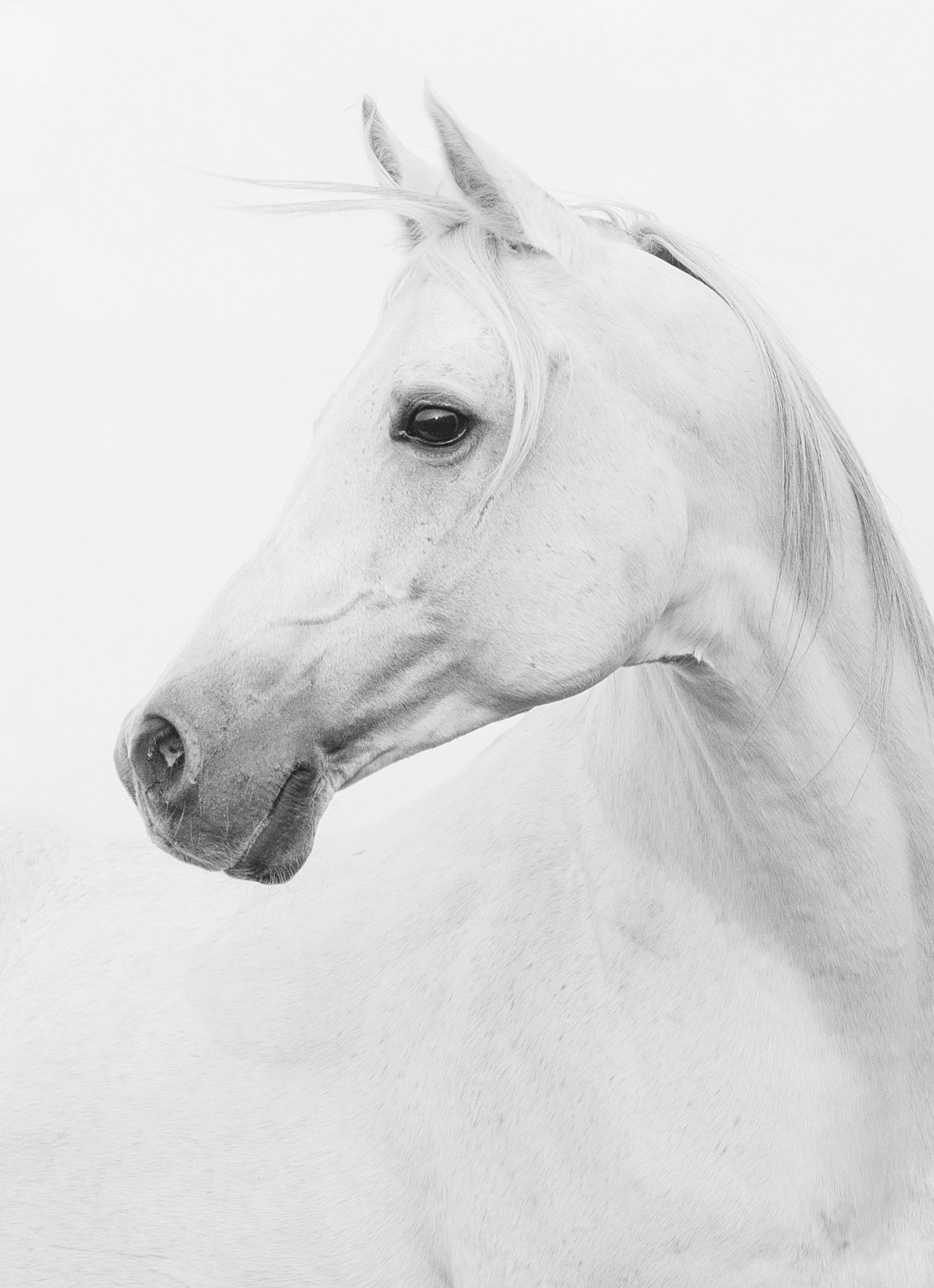Horse Poster