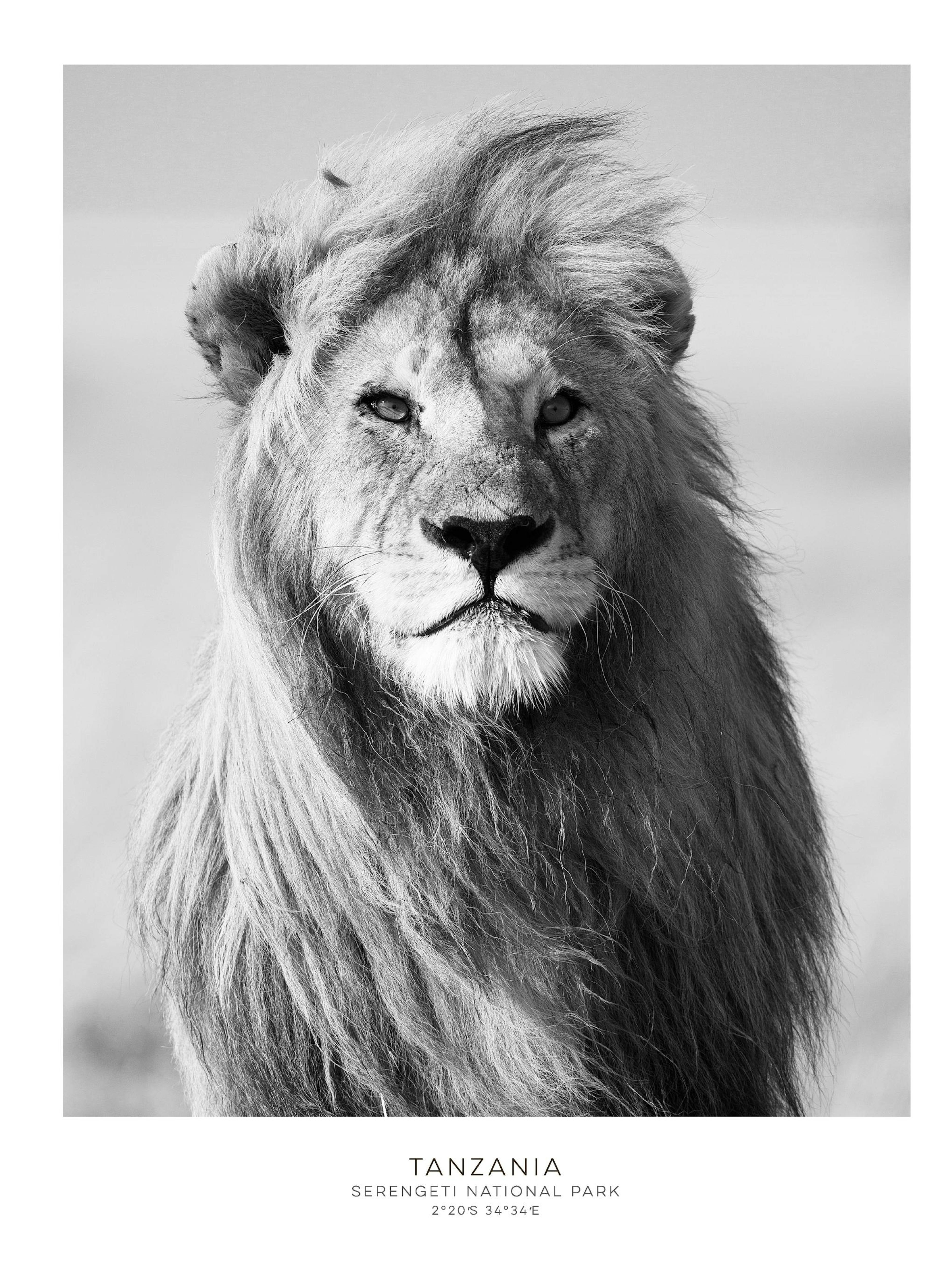 Lion, Posters