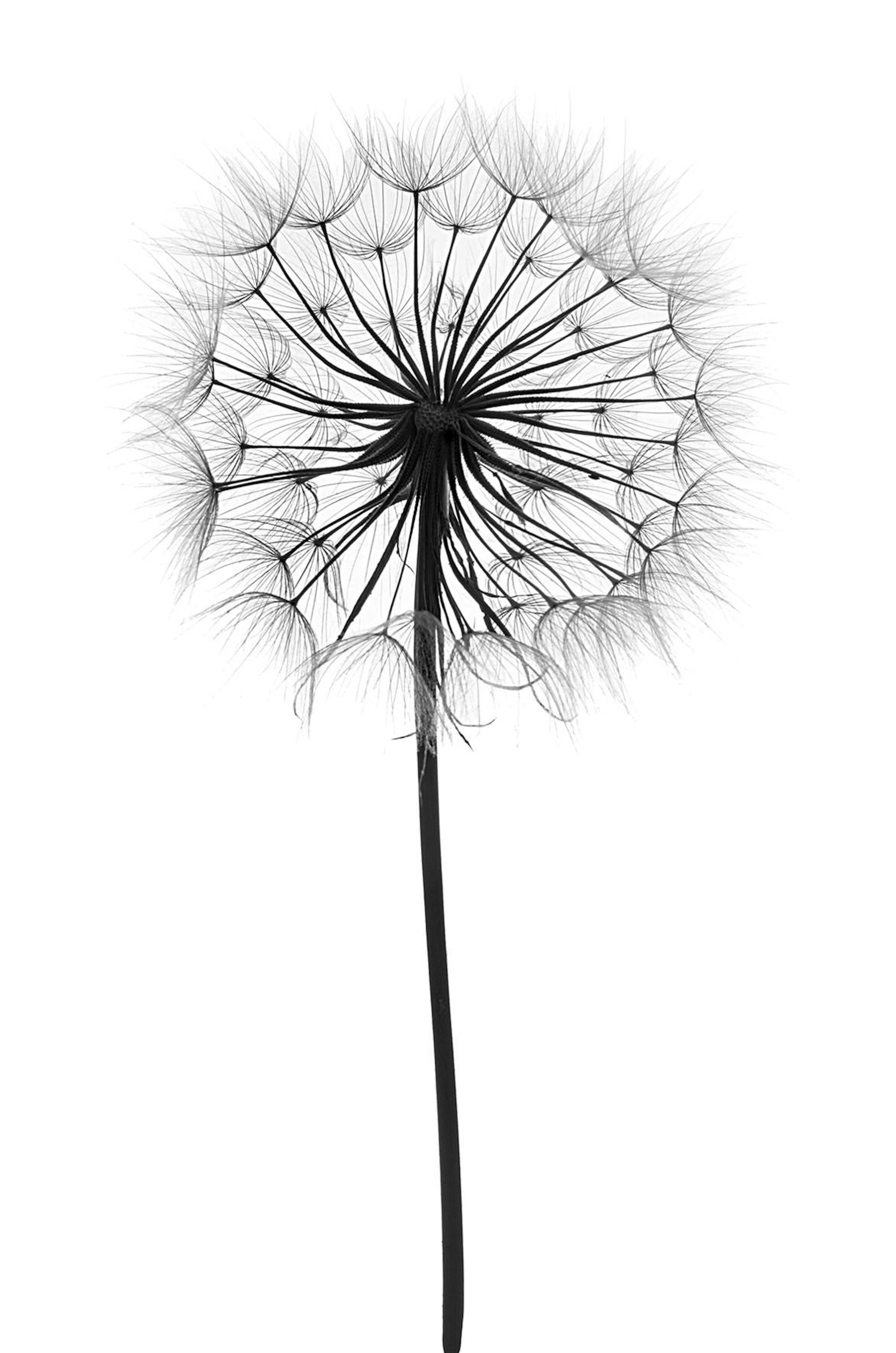 Dandelion Poster
