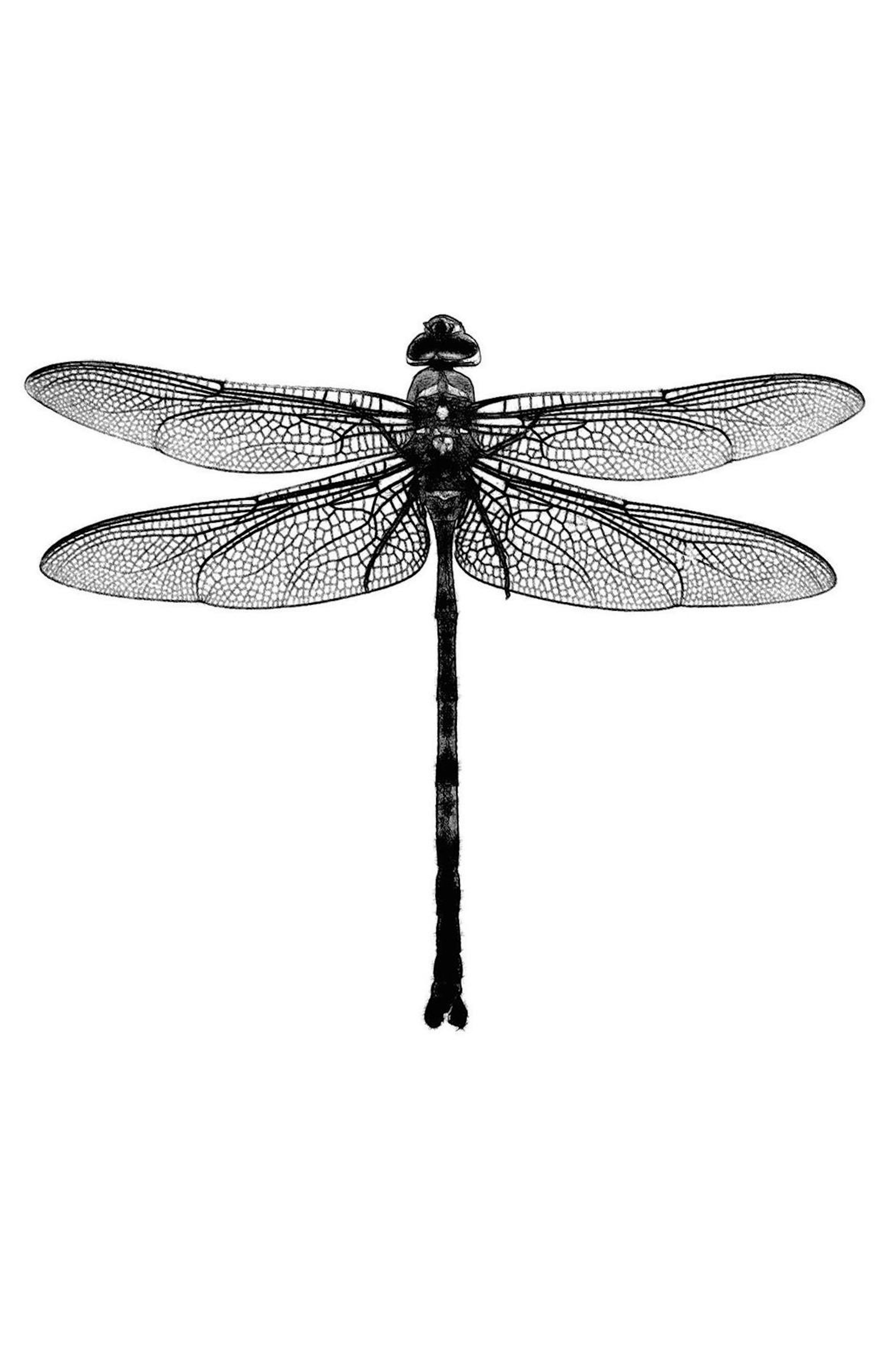 Dragonfly Black And White, 포스터