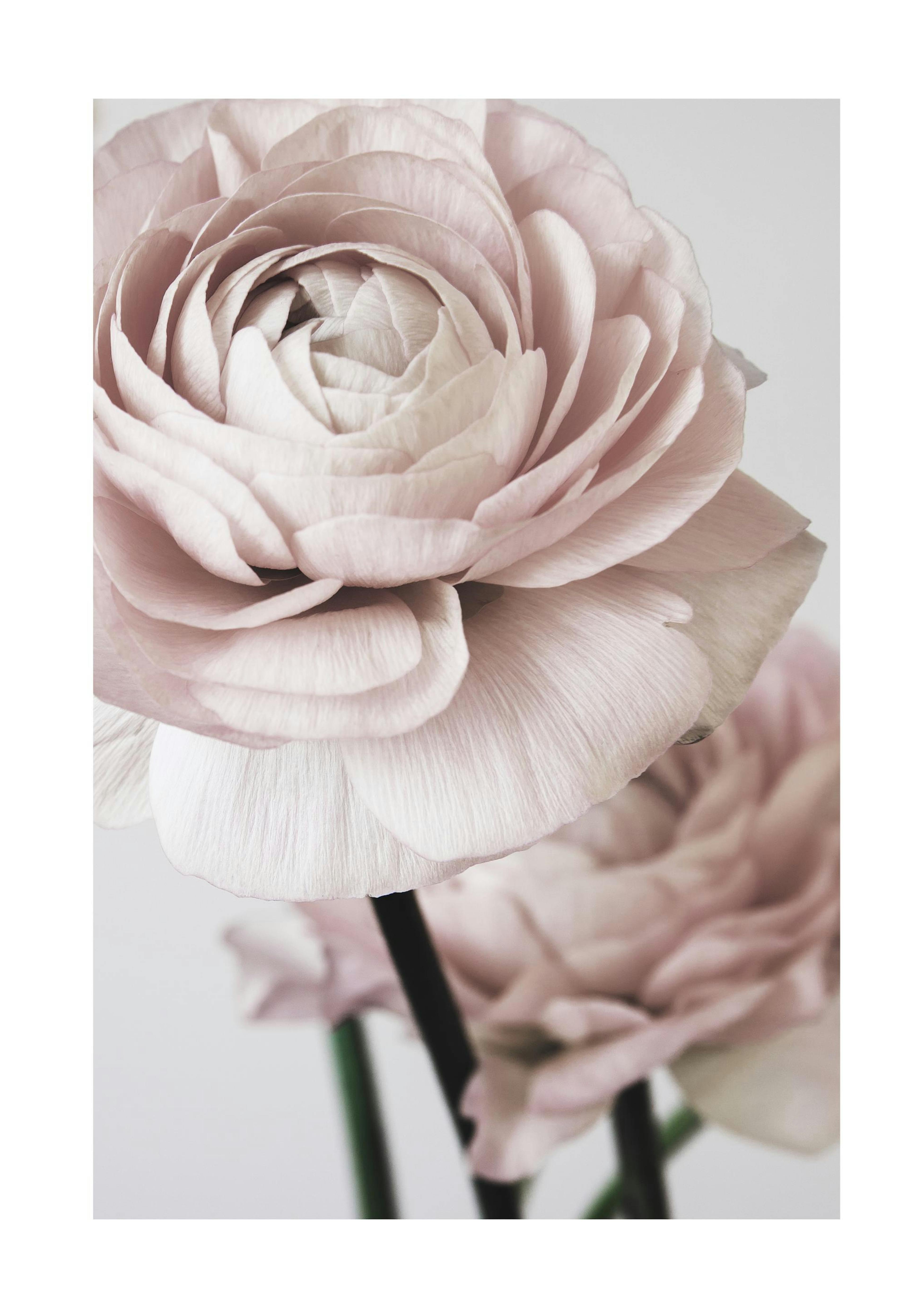 Pink Flower Dream No2 Poster 0