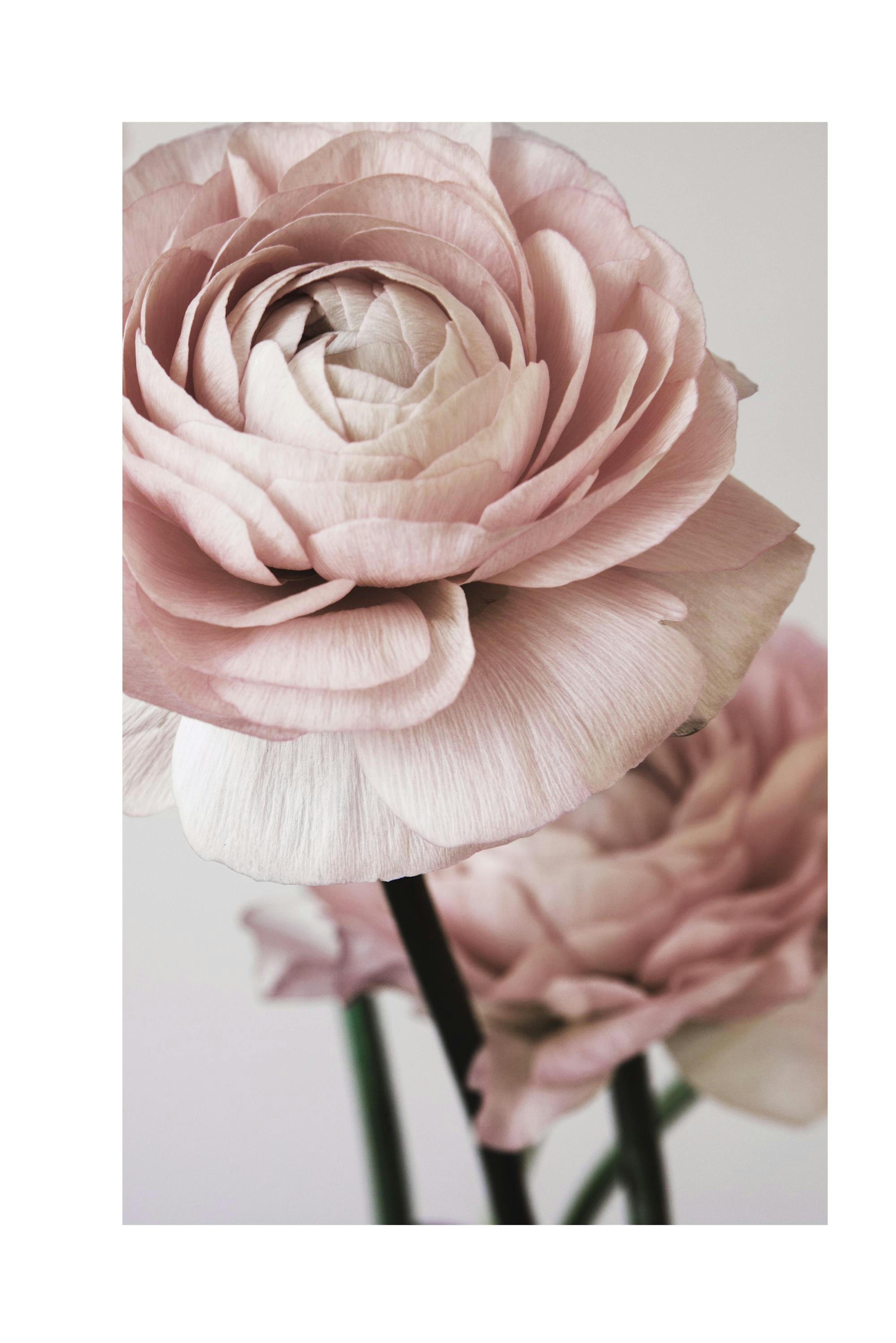 Pink Flower Dream No2 Poster