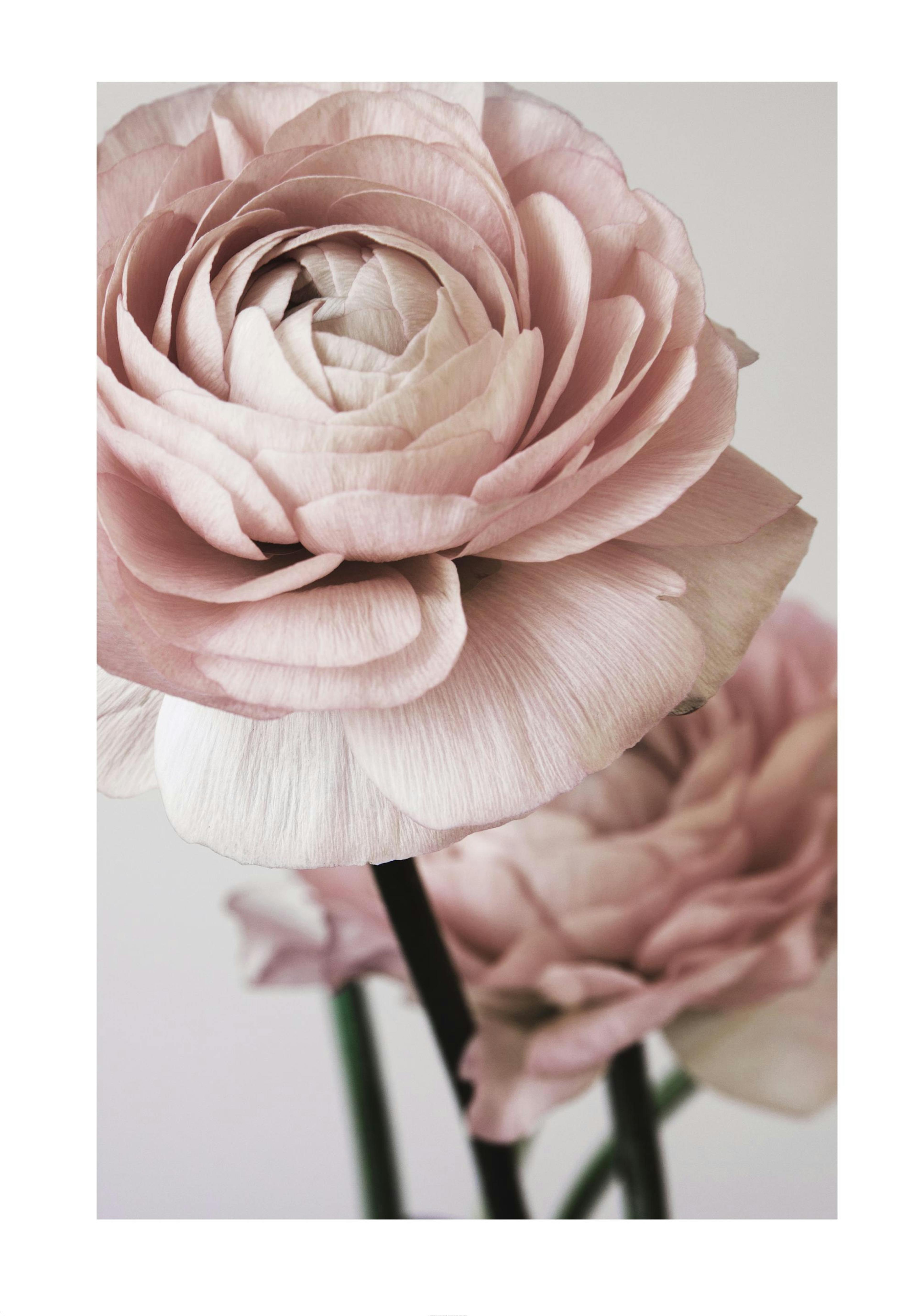 Pink Flower Dream No2 Plakat 0