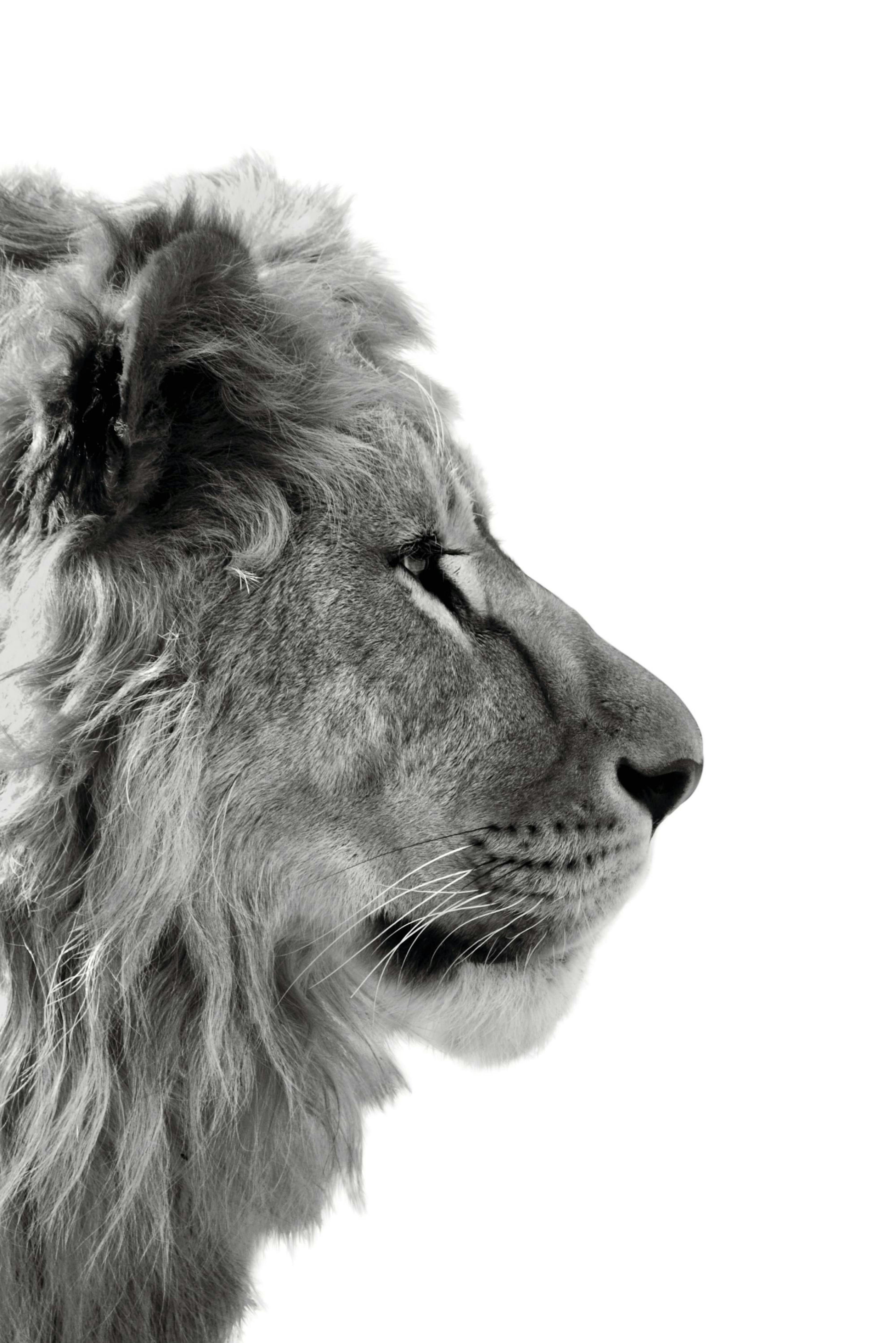 Lion From Side Poster