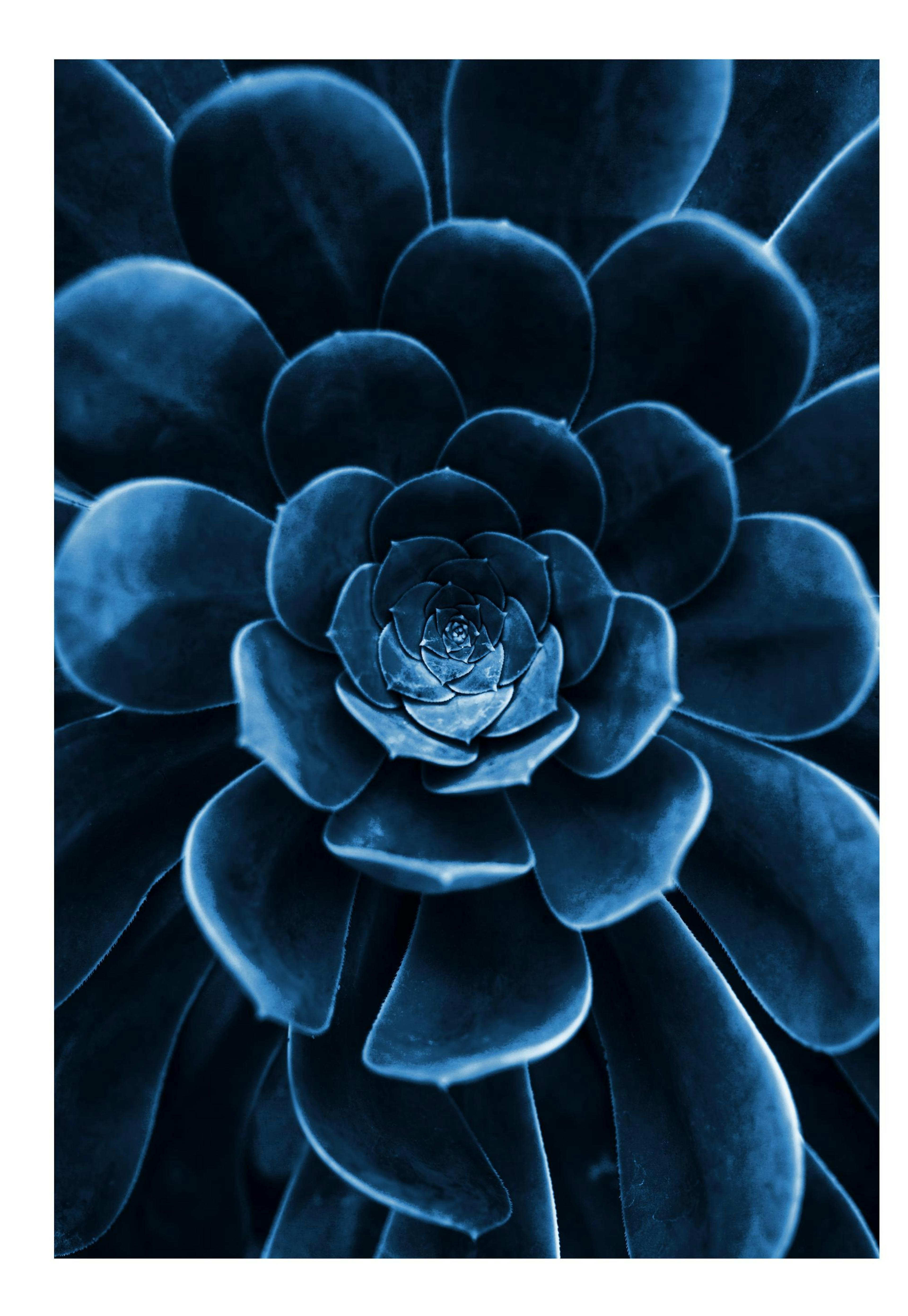 Blue Succulent Poster 0