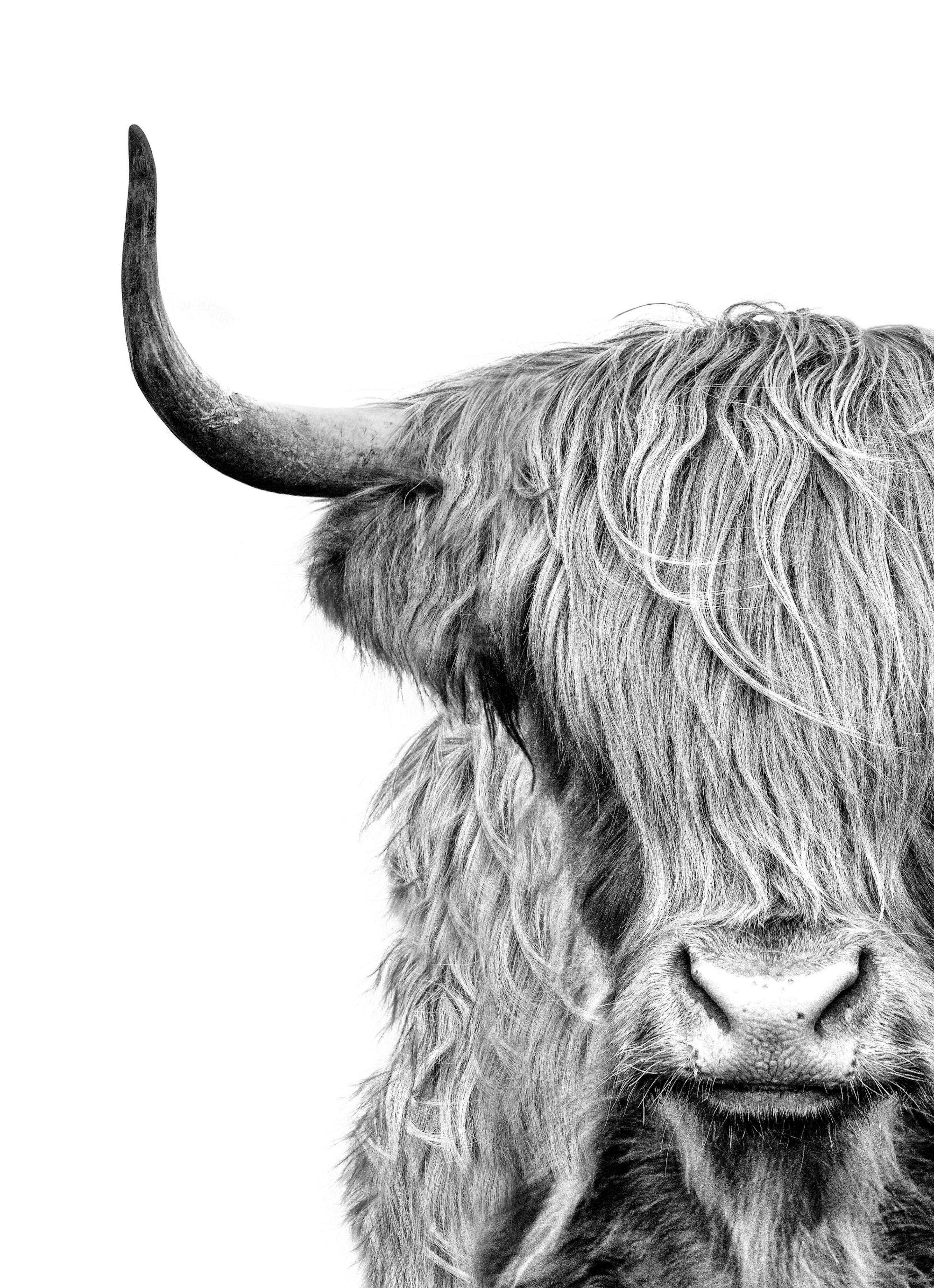Highland Cow Close Up Print